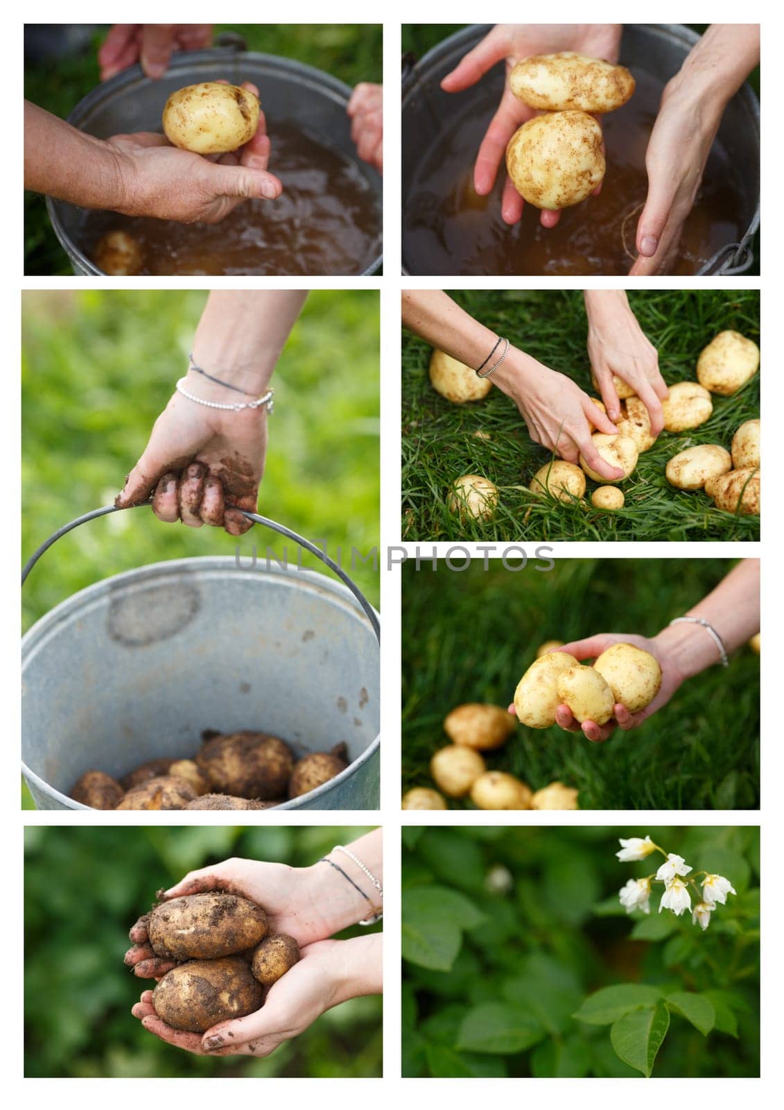 Potato harvesting collage. Organic harvesting, locavore concept