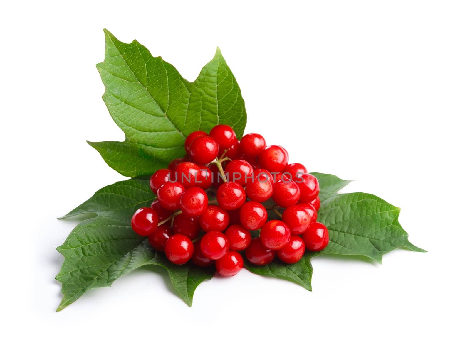Viburnum (viburnum opulus) berries with its leaves isolated on white