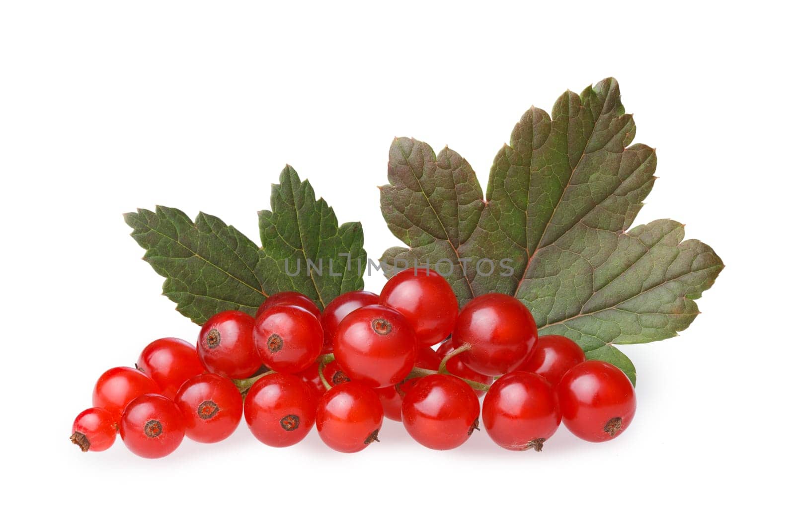 Bunch of red currant berries with leaves. Studio shot, large depth of field, retouched,high detailed