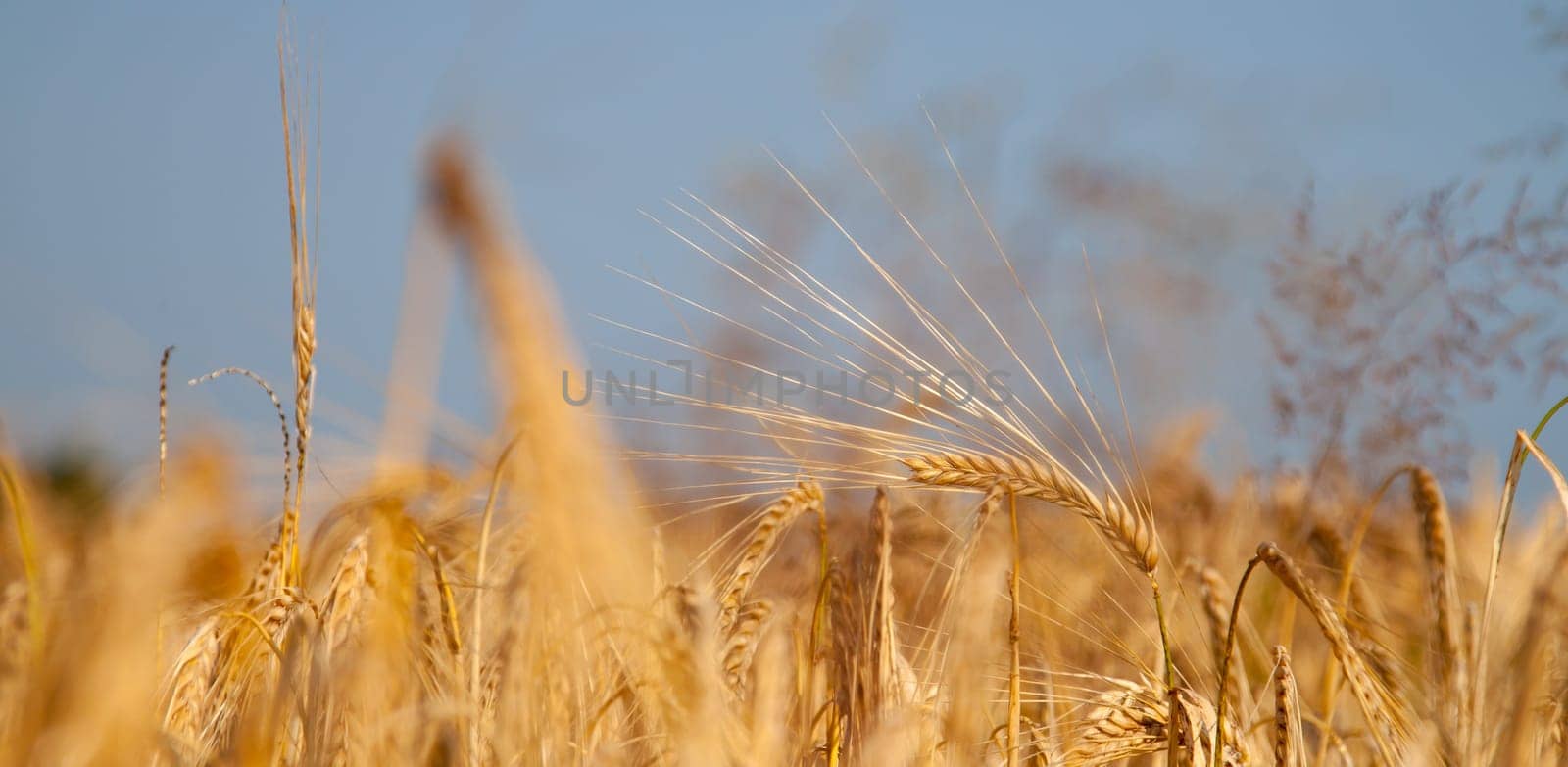 Barley at the edge of a barley field in the sun light in the morning.