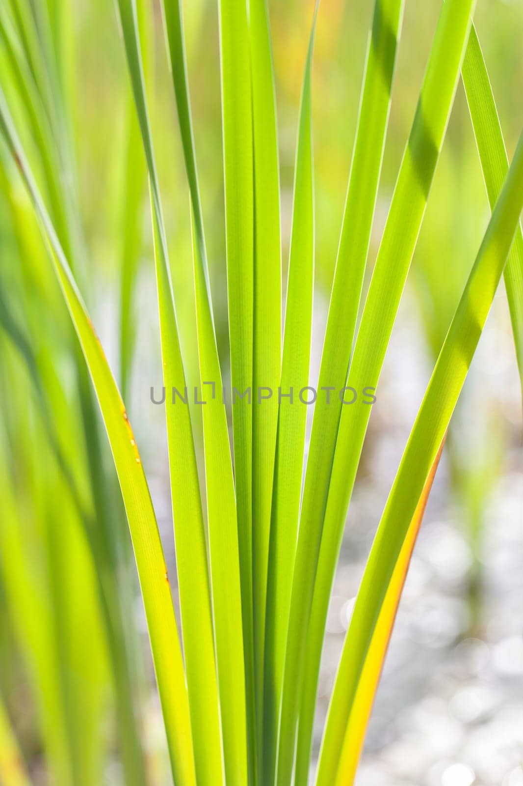 Reed leaves in a detailed recording