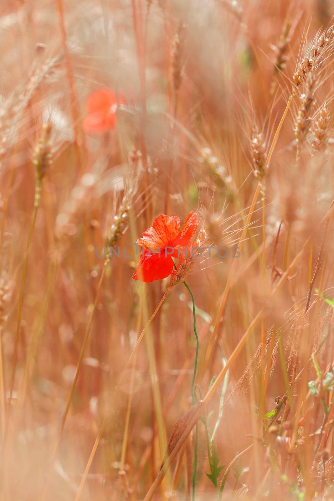 Poppy blossom in the cereal field in a detailed picture
