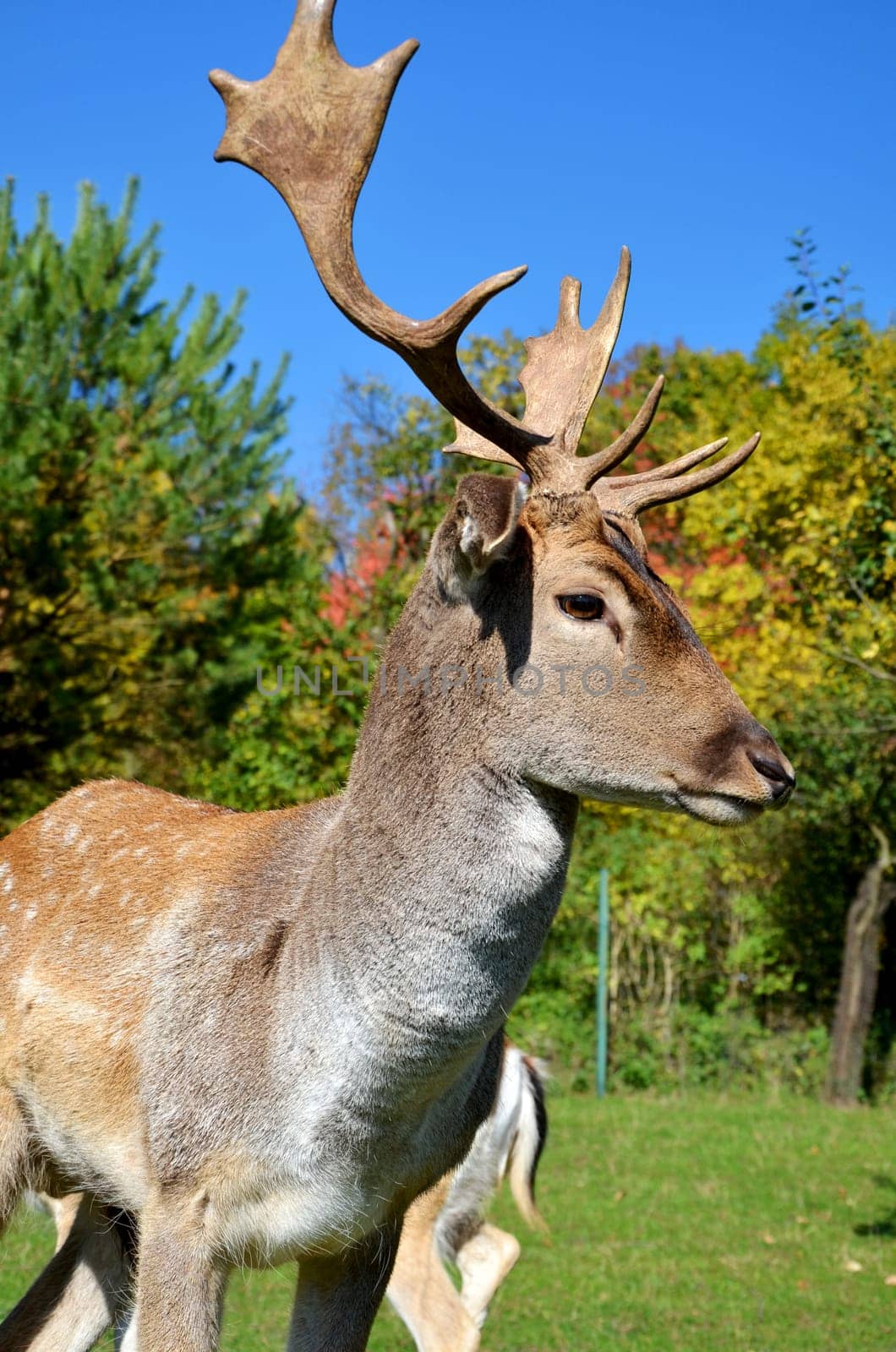 Fallow deer
