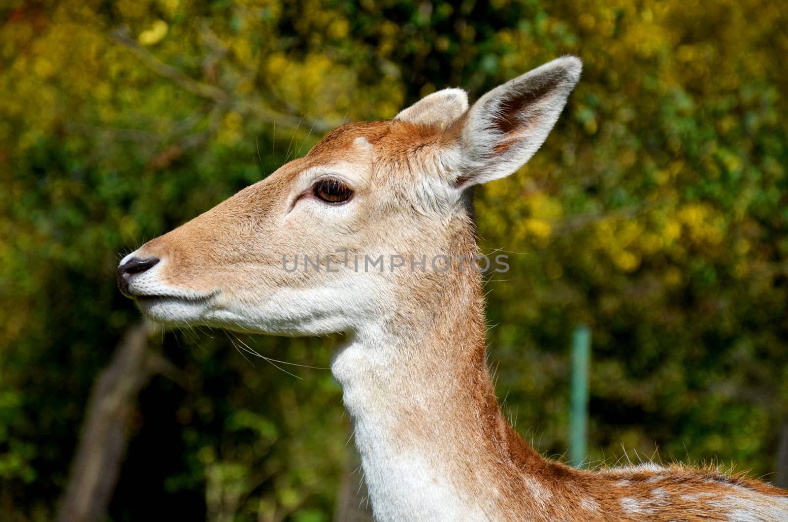 Deer
