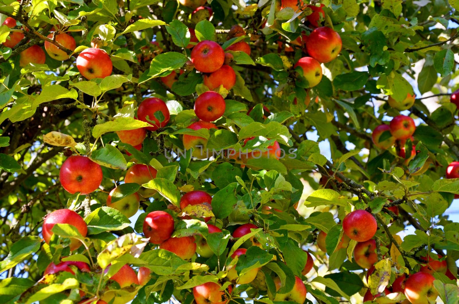Apfelbaum