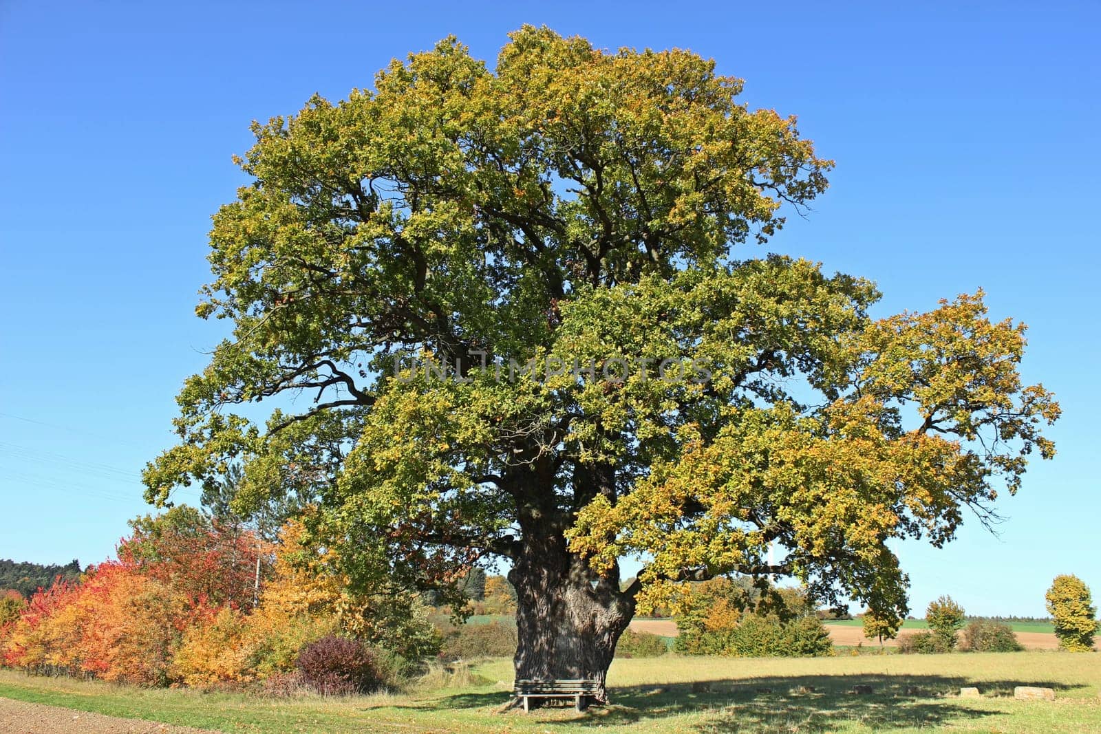 The court oaks in Breuna in autumn