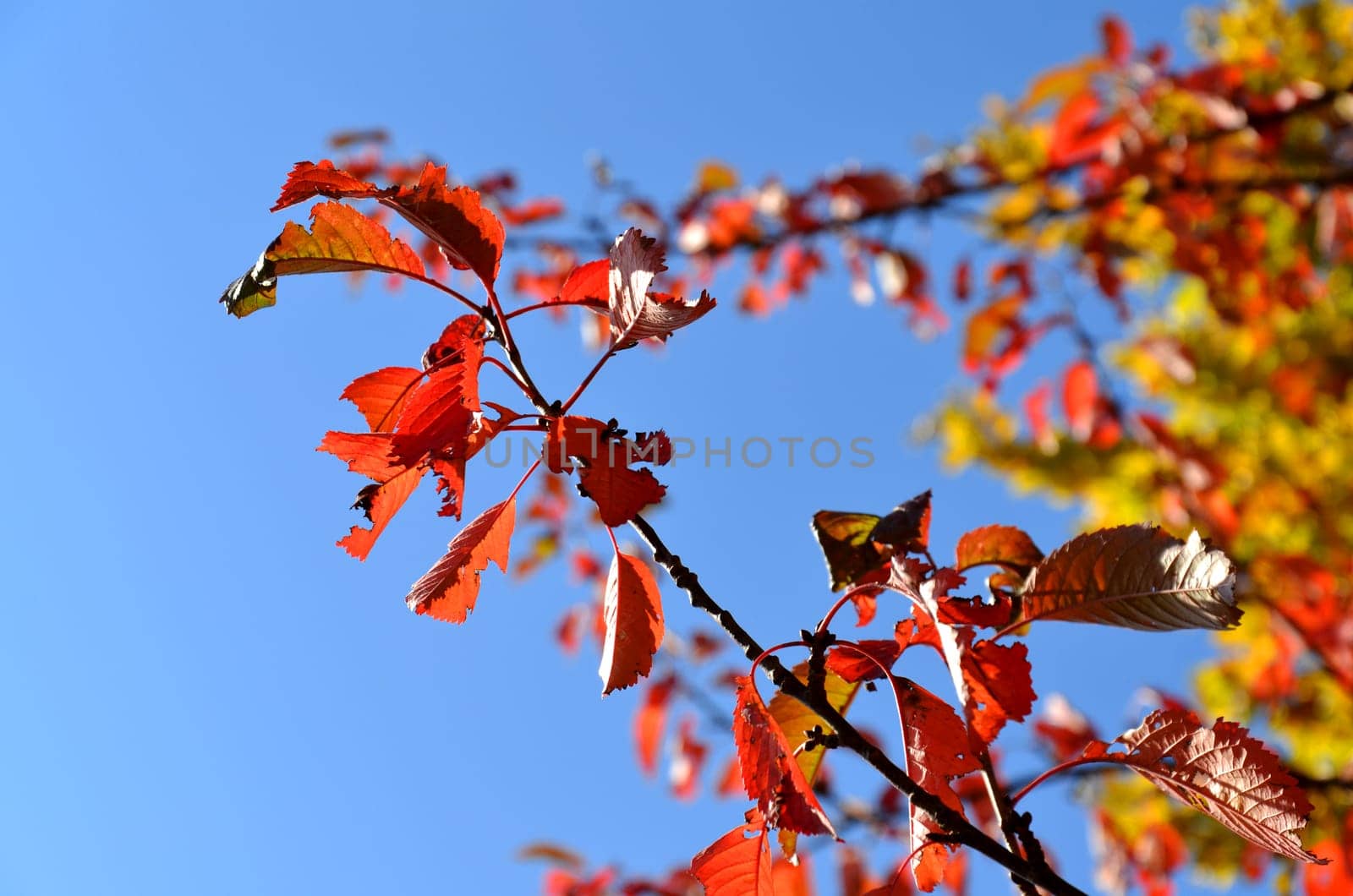 colorful autumn foliage