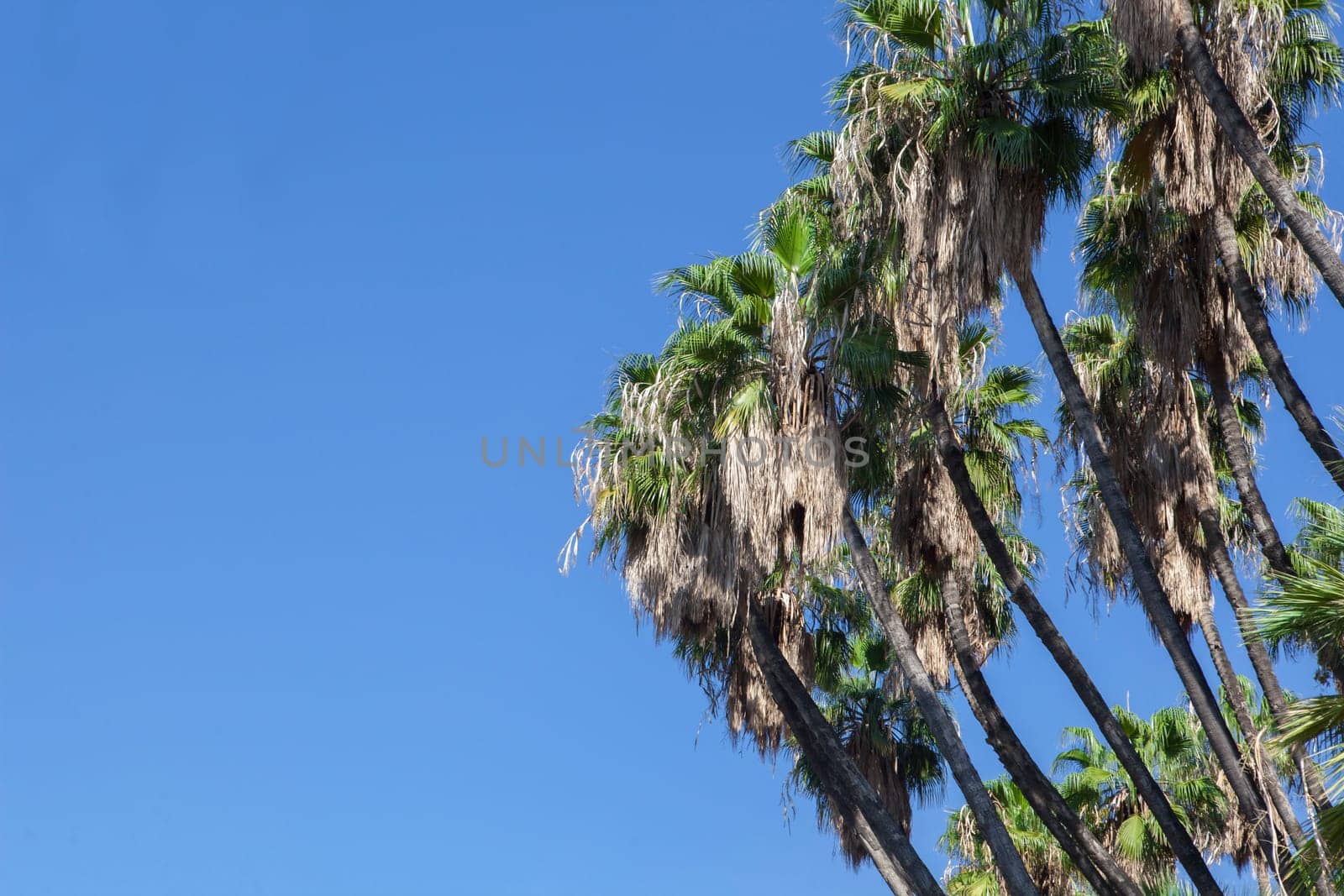 Background of coconut palm trees against blue sky