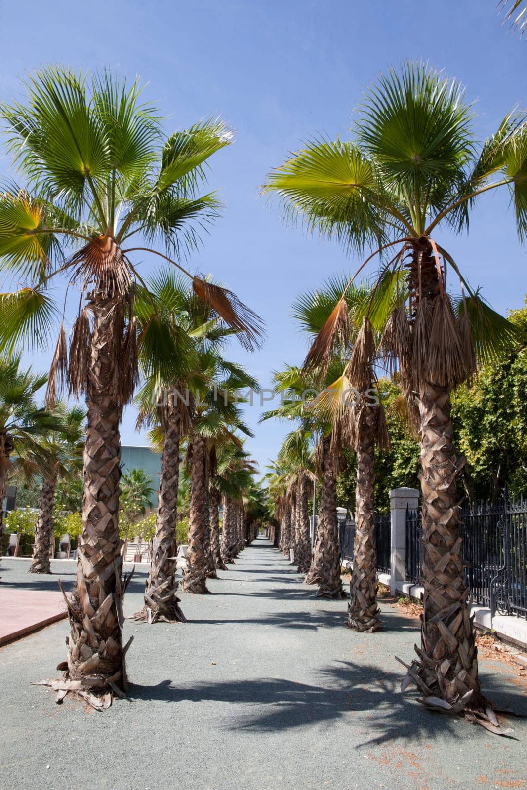 Palms tree esplanade beside Malaga main boardwalk a sunny day with blue sky