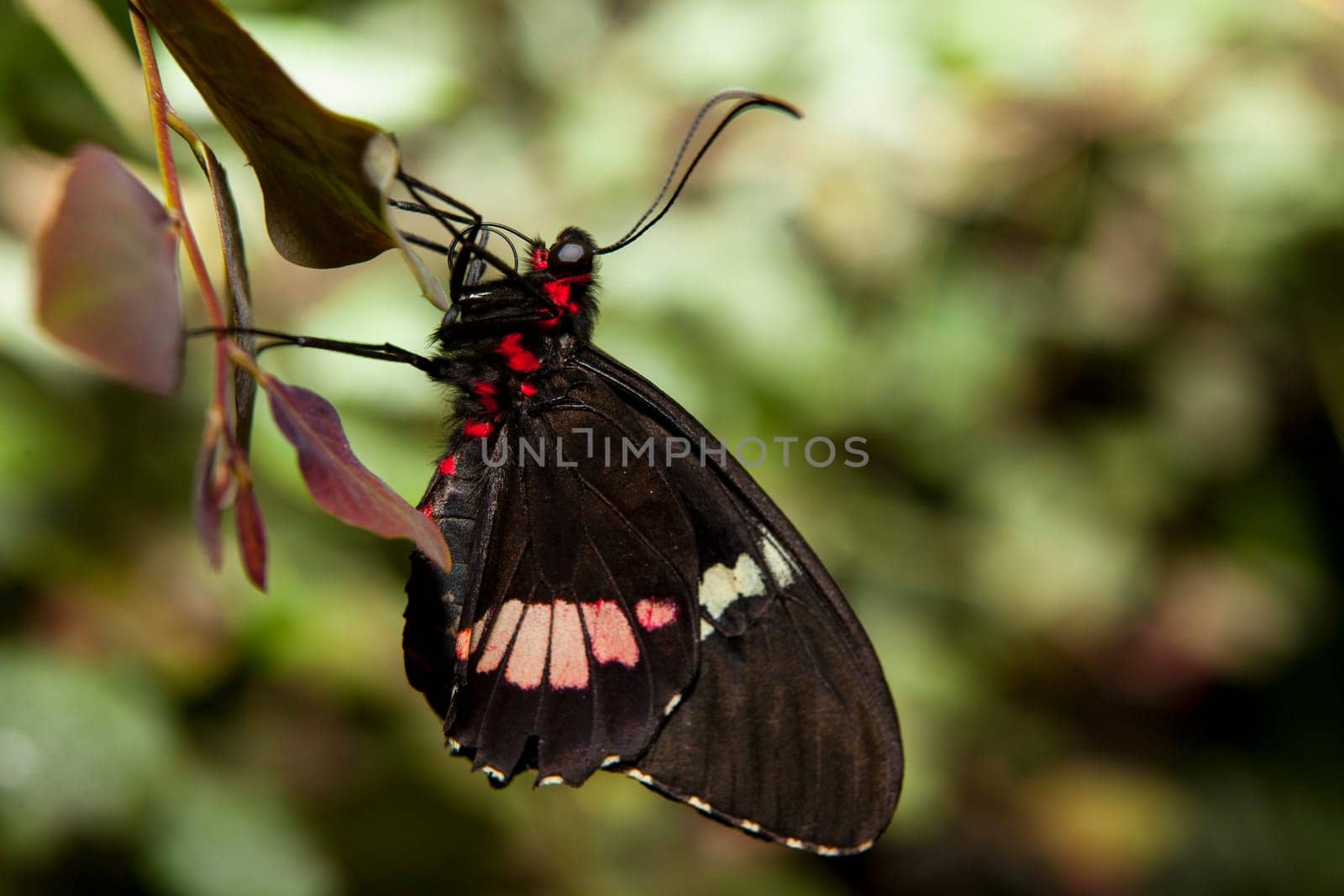 The Pink Cattleheart Butterfly or parides iphidamas over the green vegetation. Perched with close wings