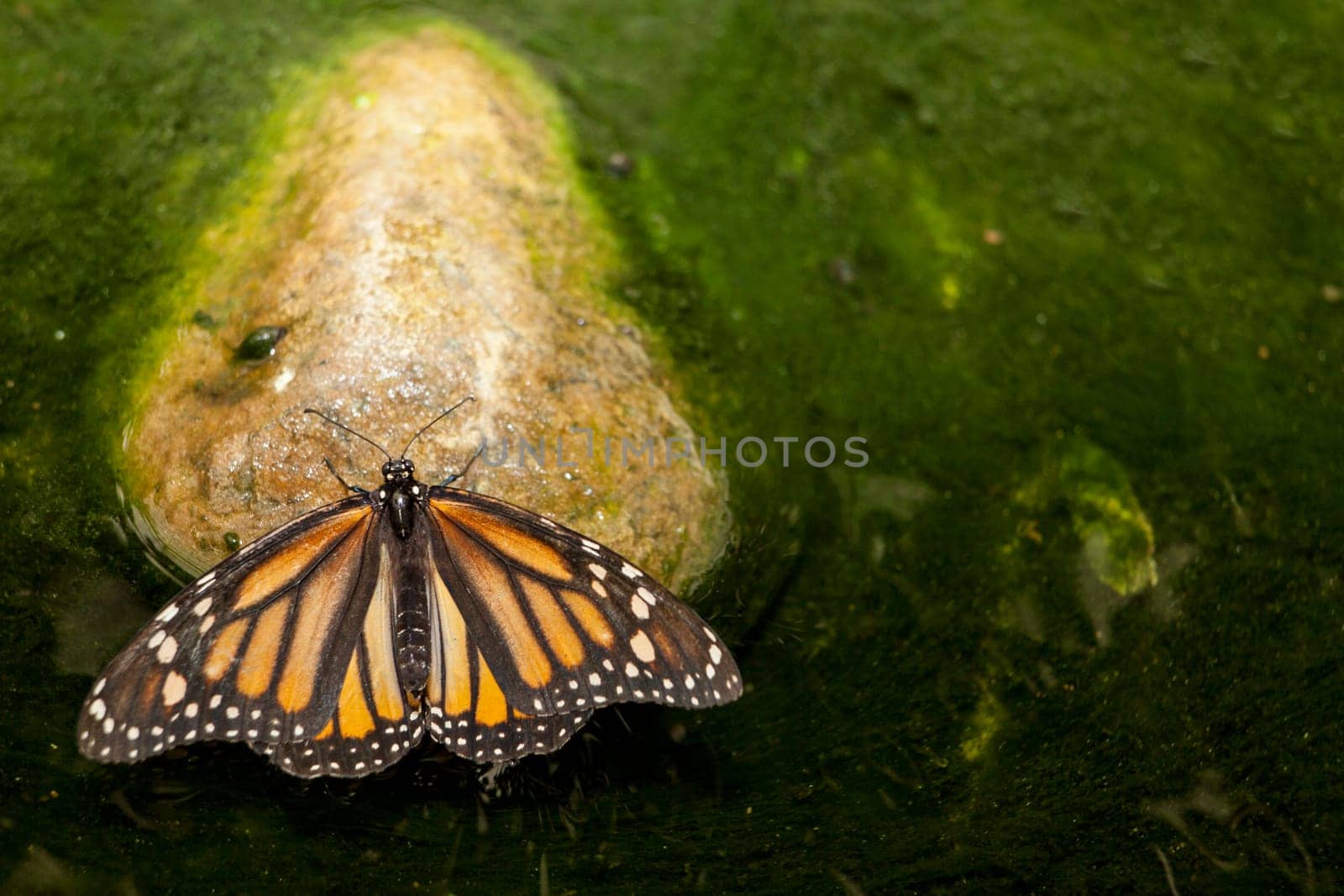 Beautiful monarch butterfly or Danaus plexippus perched over stone in a green pond