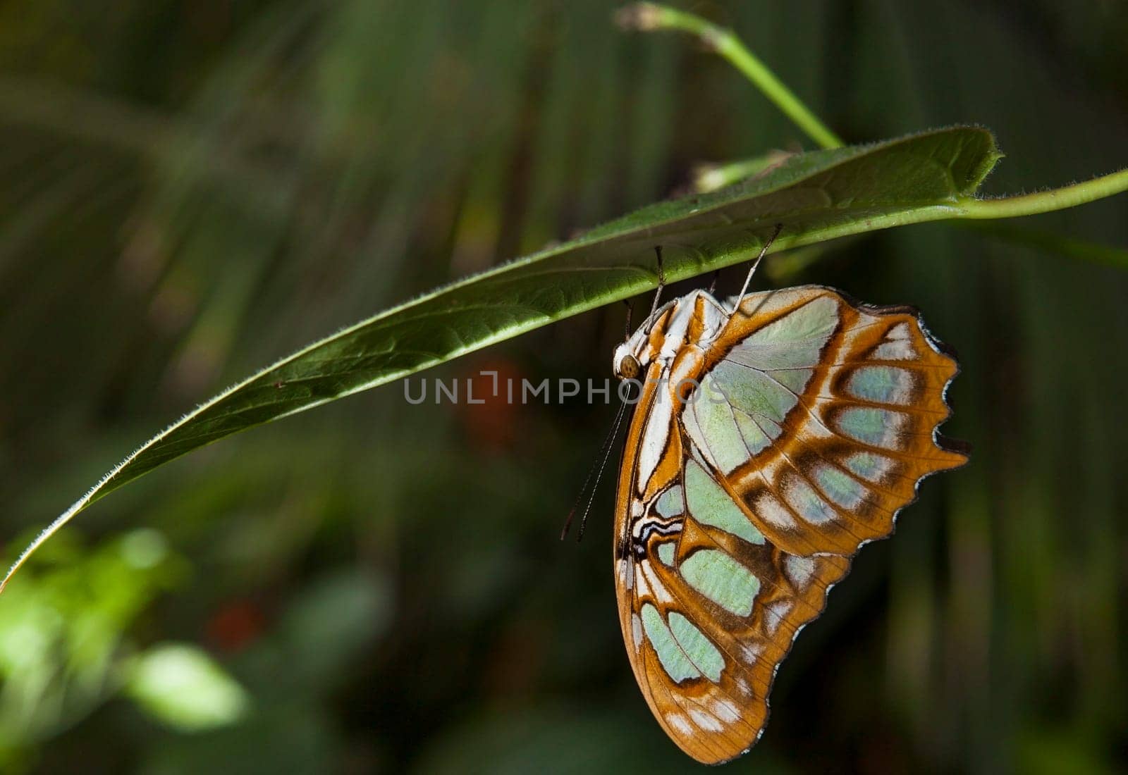 Malachite Butterfly or siproeta stelenes perched on a blade