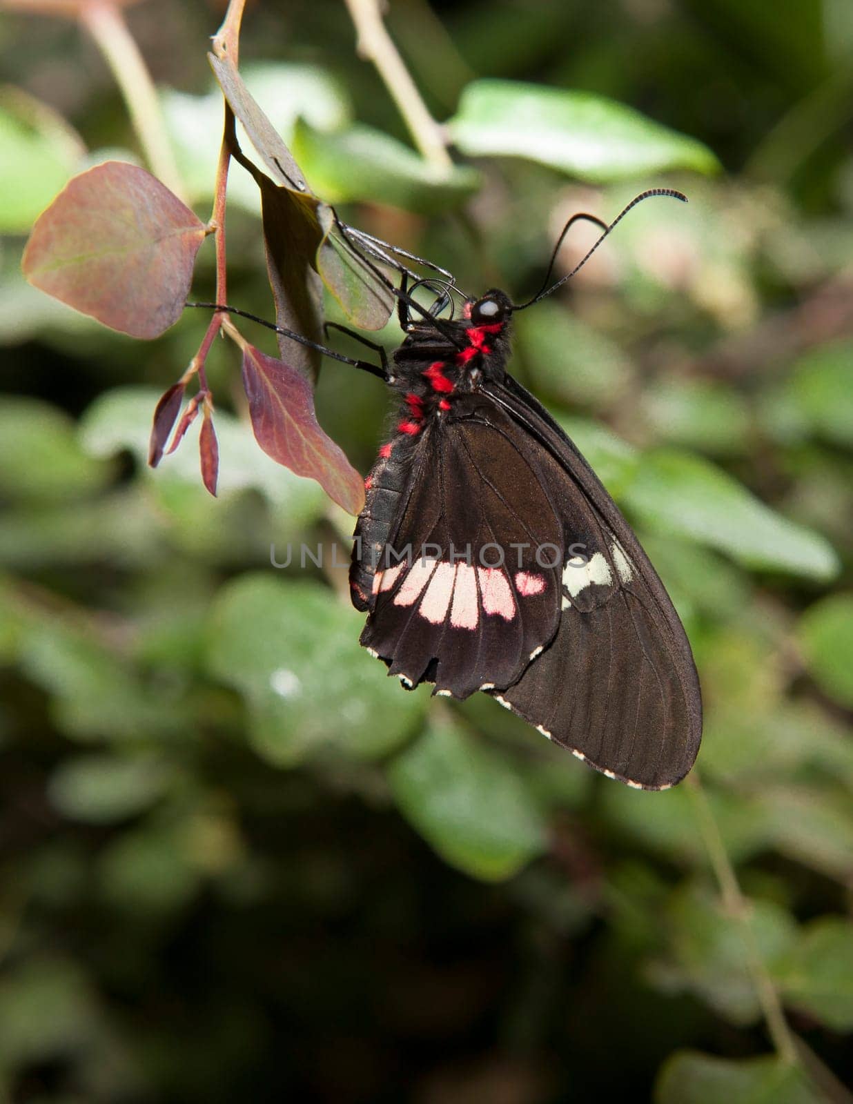 The Pink Cattleheart Butterfly or parides iphidamas over the green vegetation. Perched with close wings