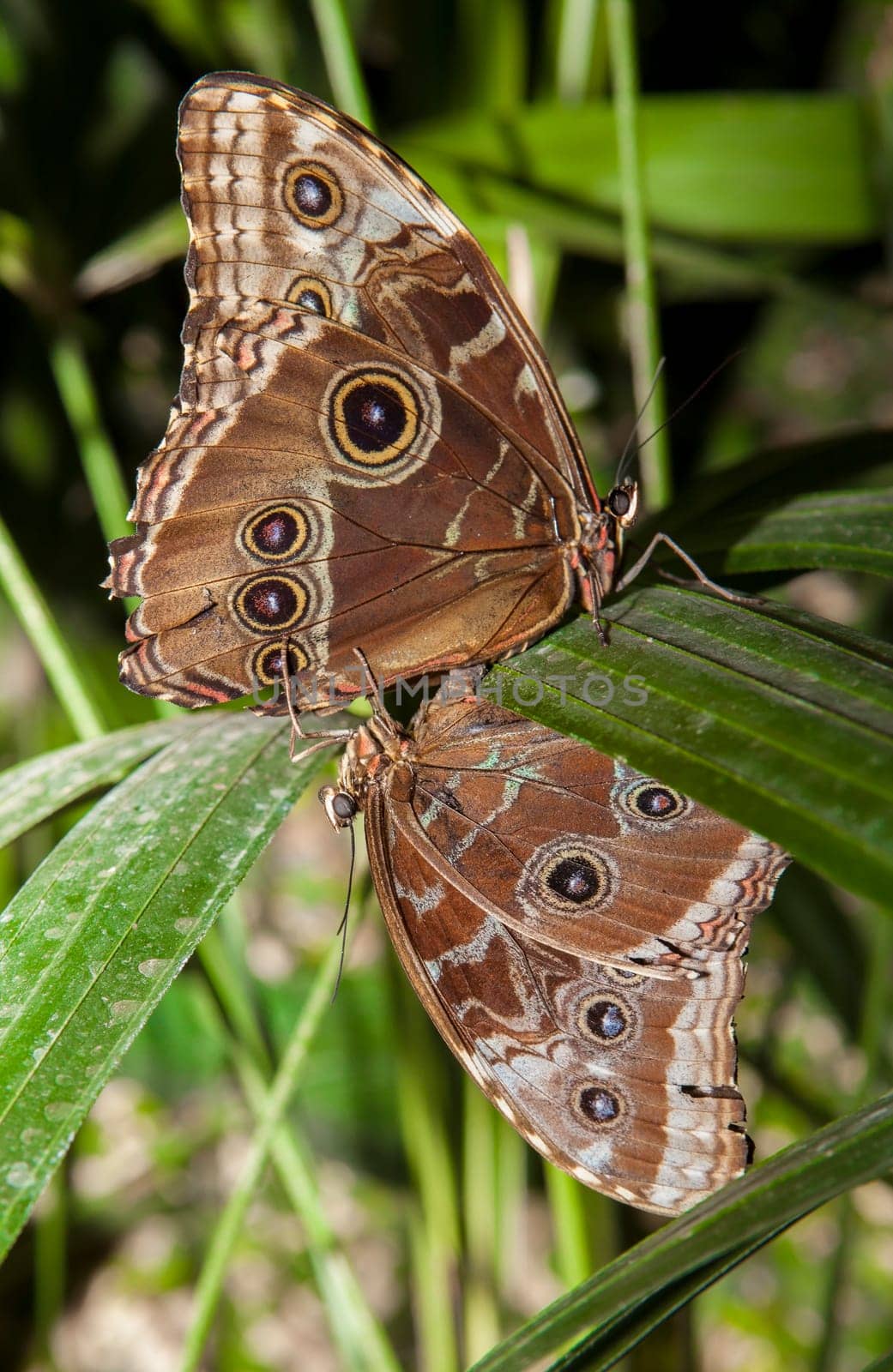 Closeup of a pair of beautiful tropical Owl Butterfly or Caligo Memnon mating