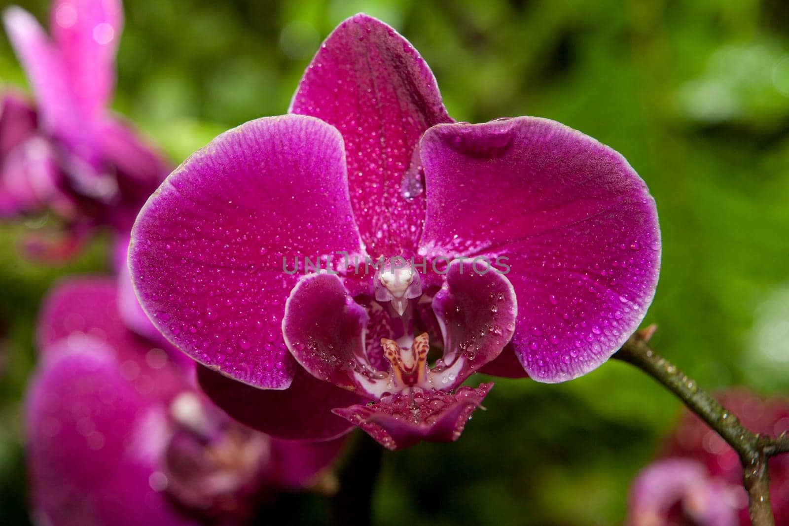 White phalaenopsis orchid flower full of dew over green background