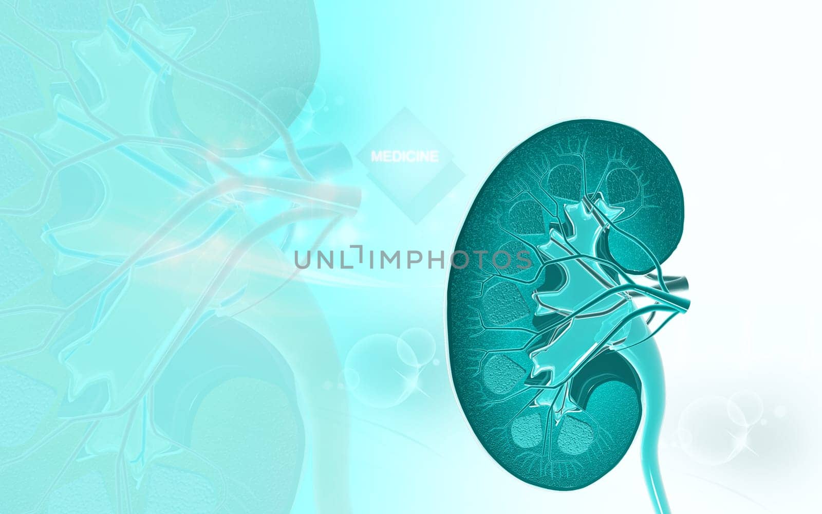 Digital illustration of Cross section kidney in colour background