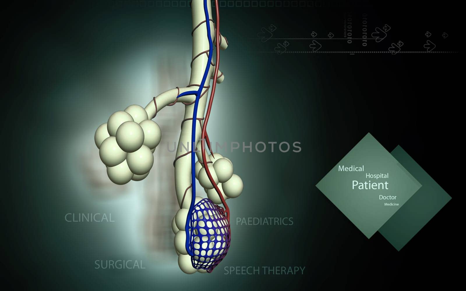 Digital illustration of alveoli in colour background