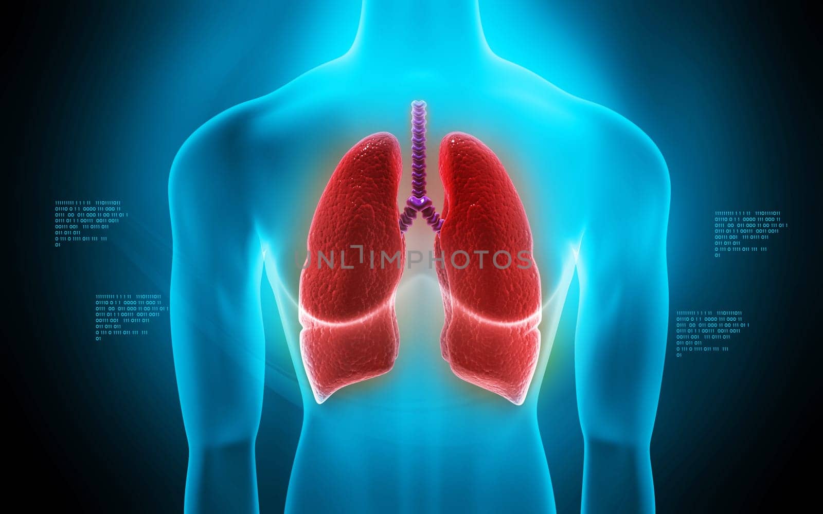 Digital illustration of human lungs in colour background