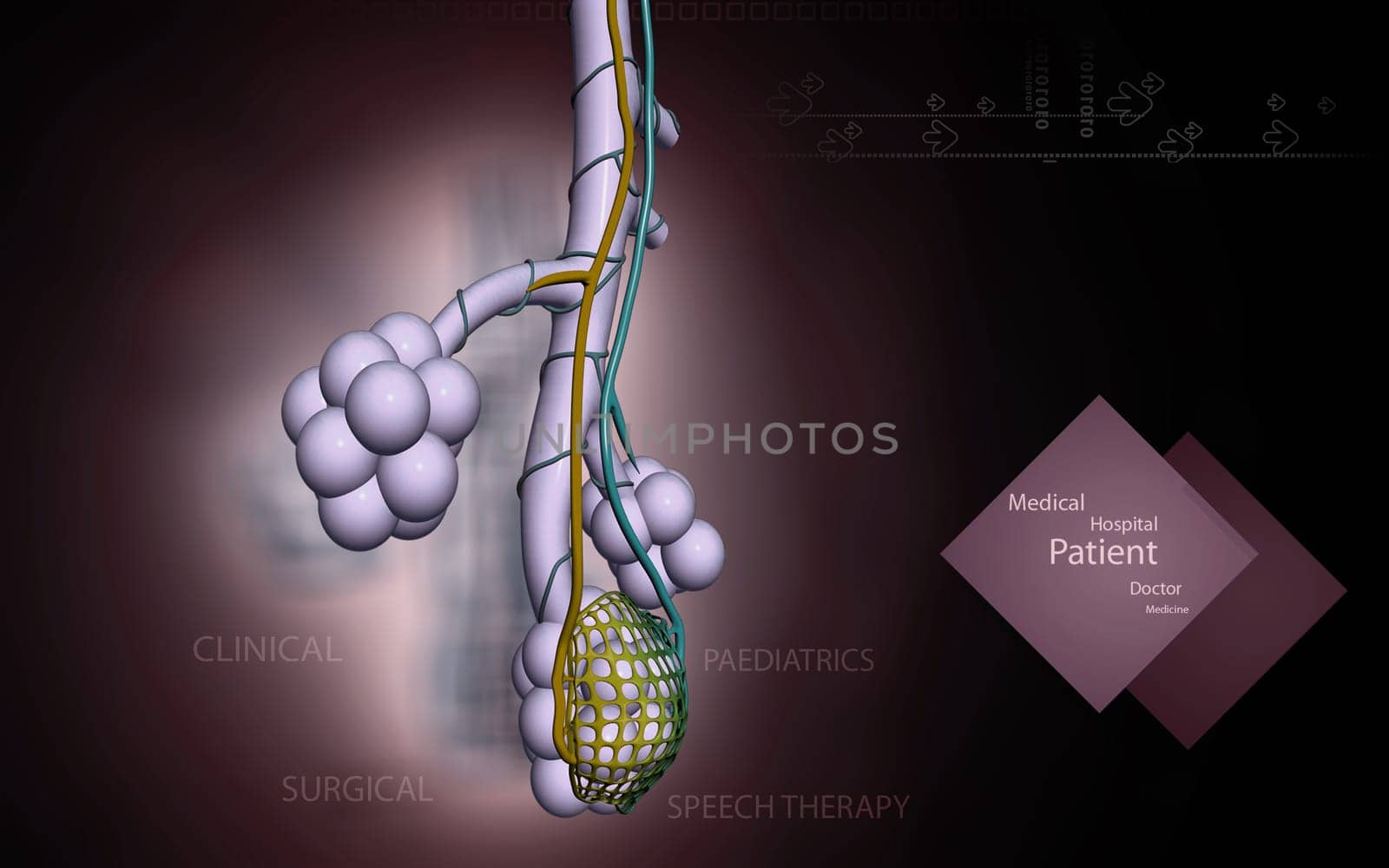 Digital illustration of alveoli in colour background