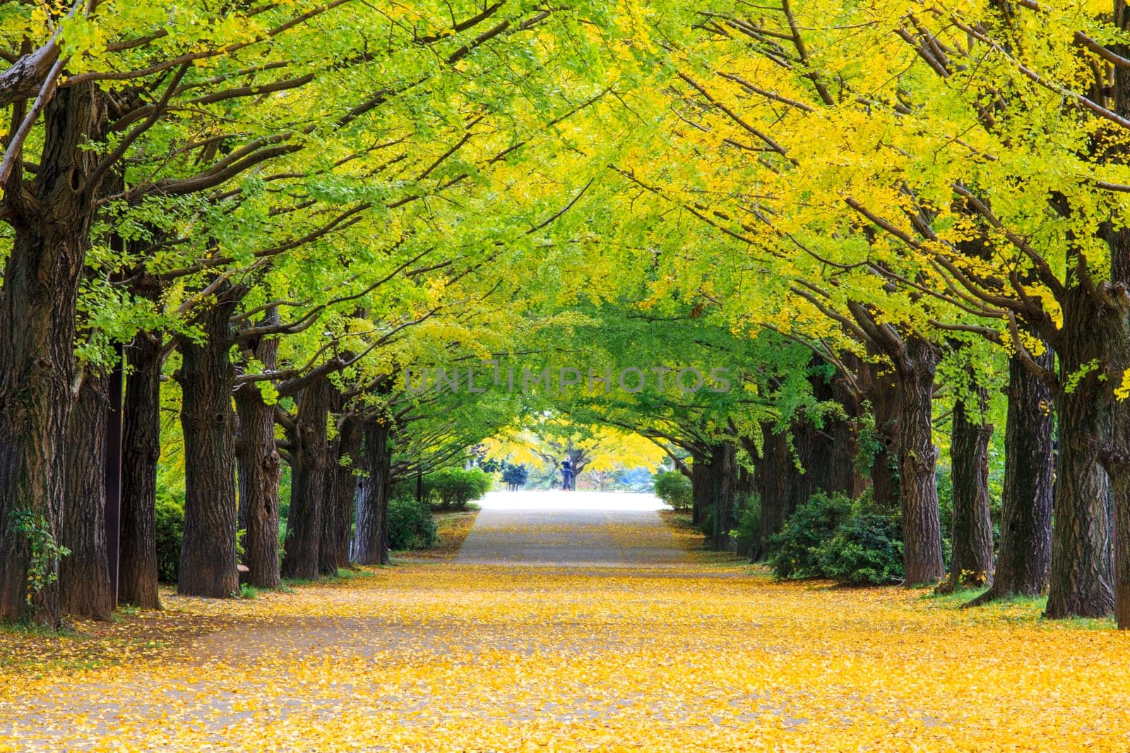 Yellow autumn color adorns the trees in this grove of Ginkgo trees