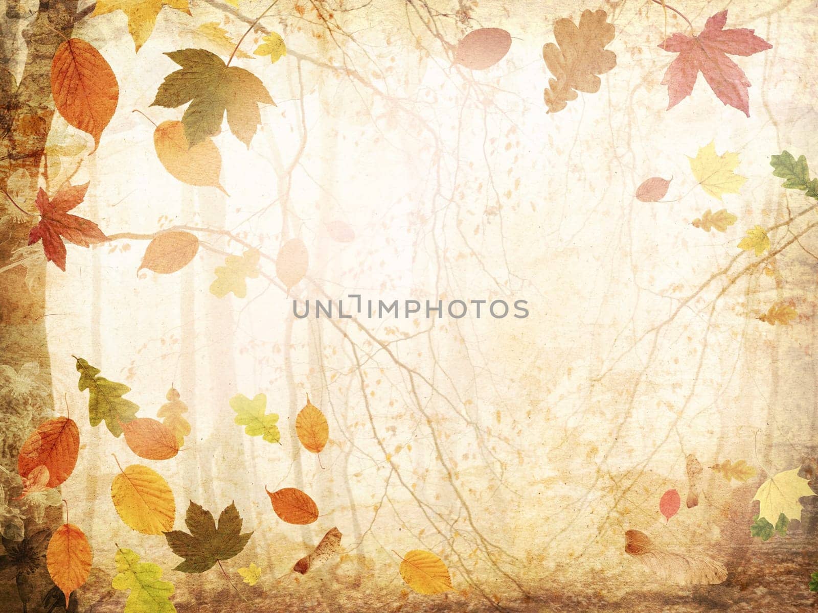 Colorful leaves