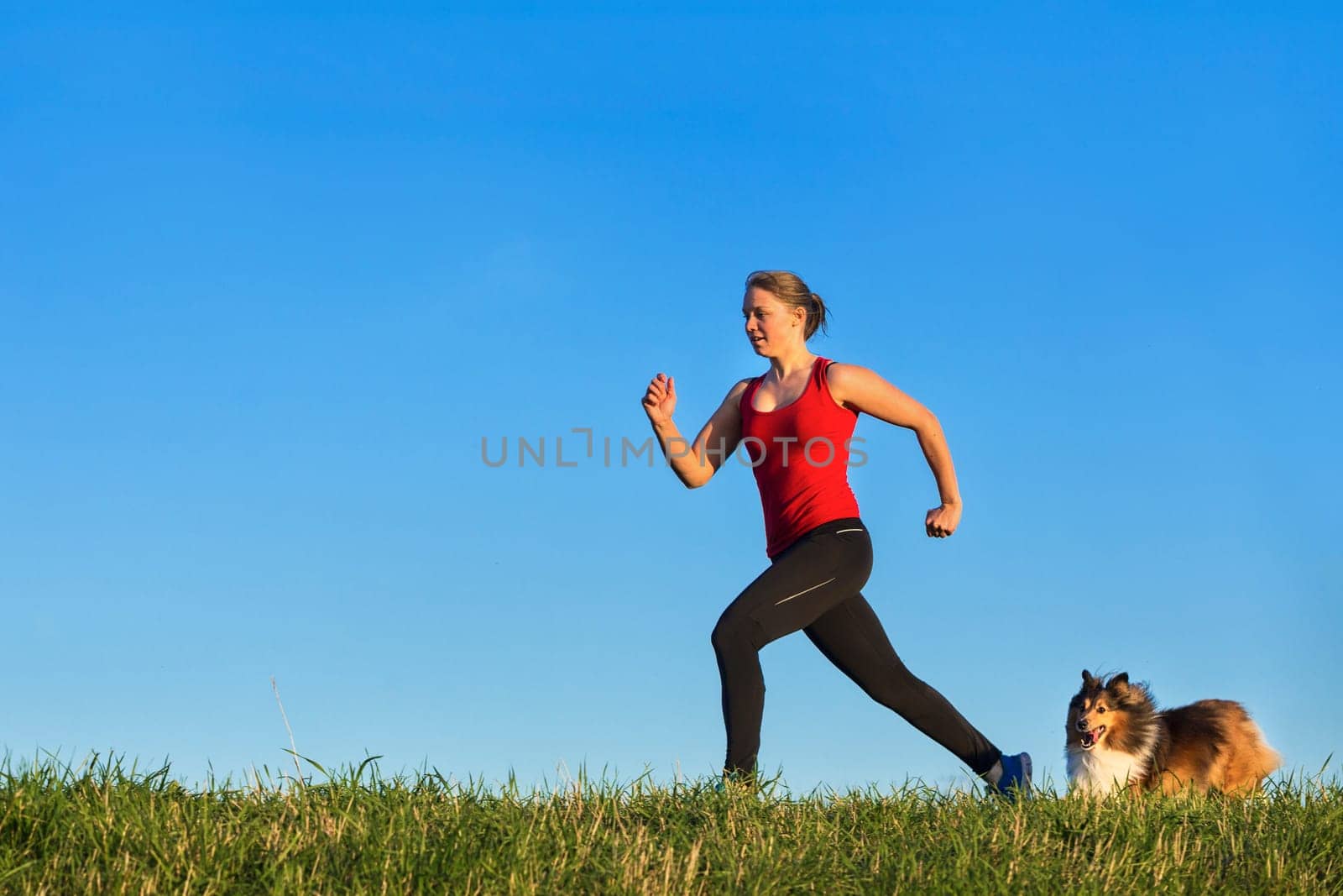 young woman jogging with dog,Shelti (Shetland Sheepdog)