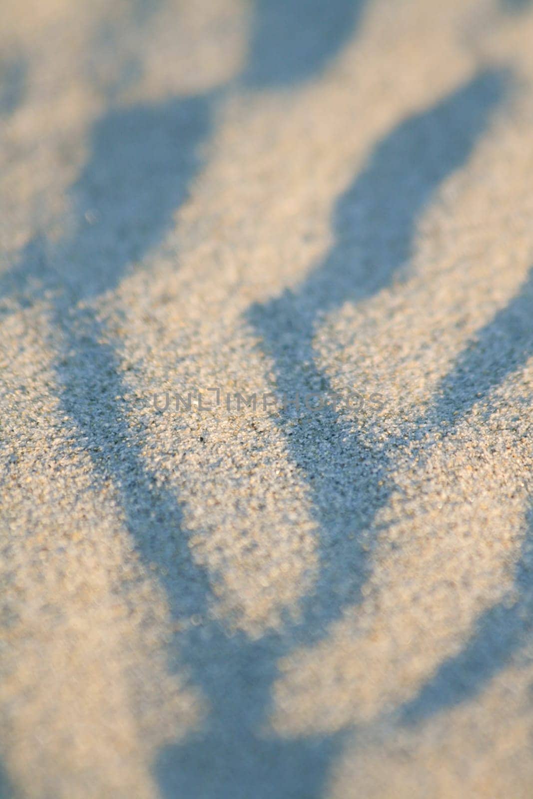 Artistic sand drawings of nature