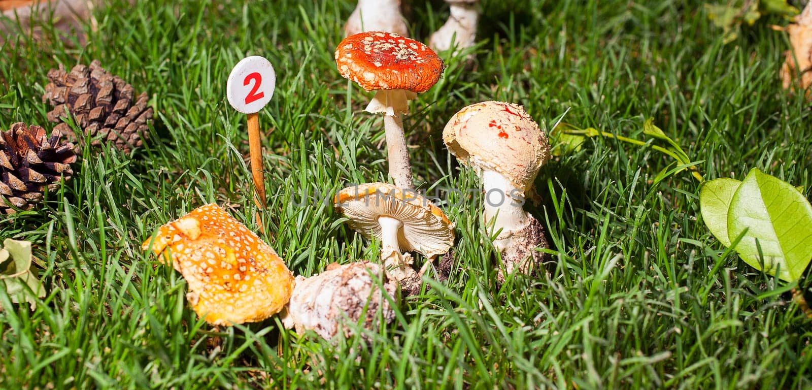 Close up of the mushroom Agaricus essettei