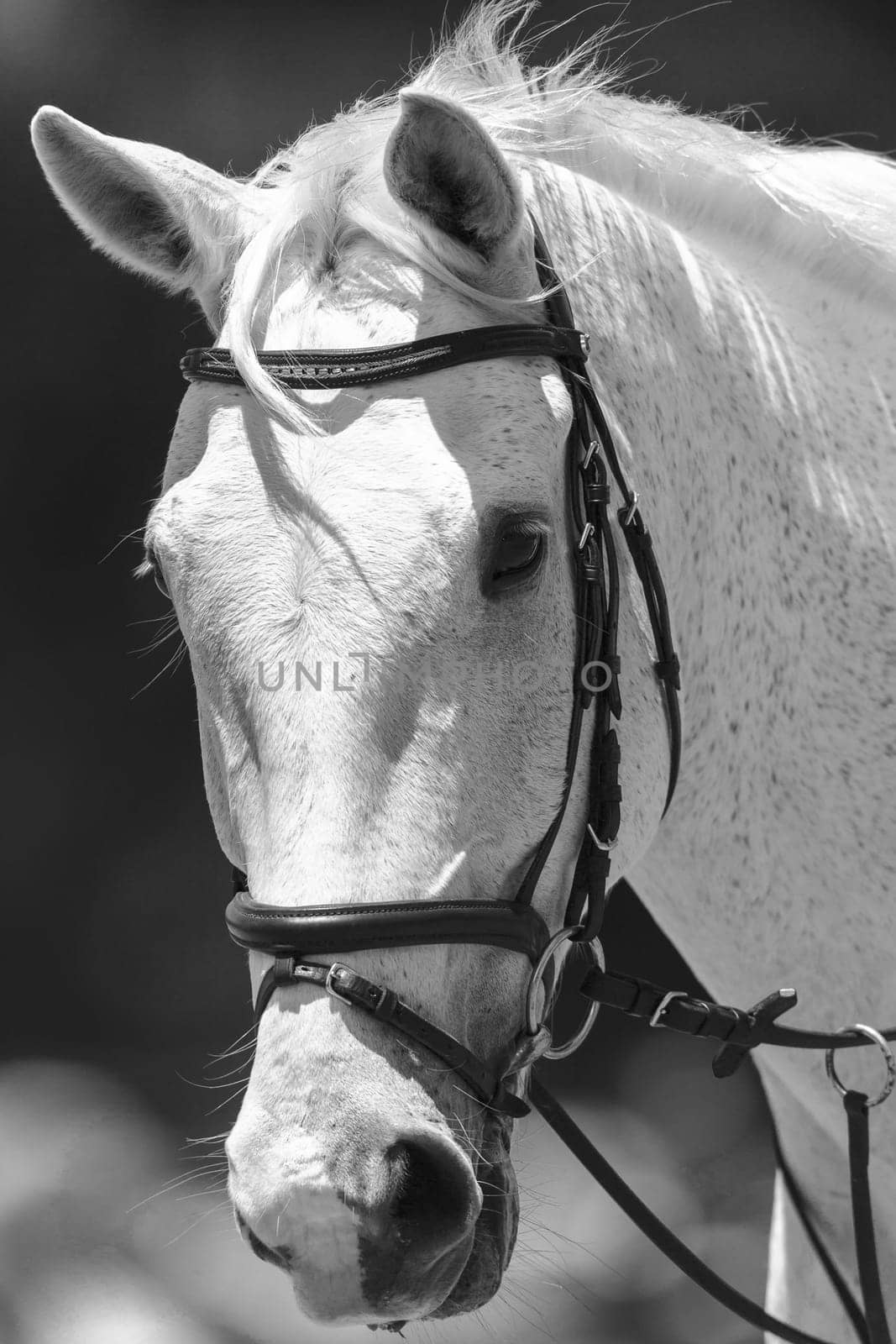 White horse head portrait of animal in black and white vintage tone