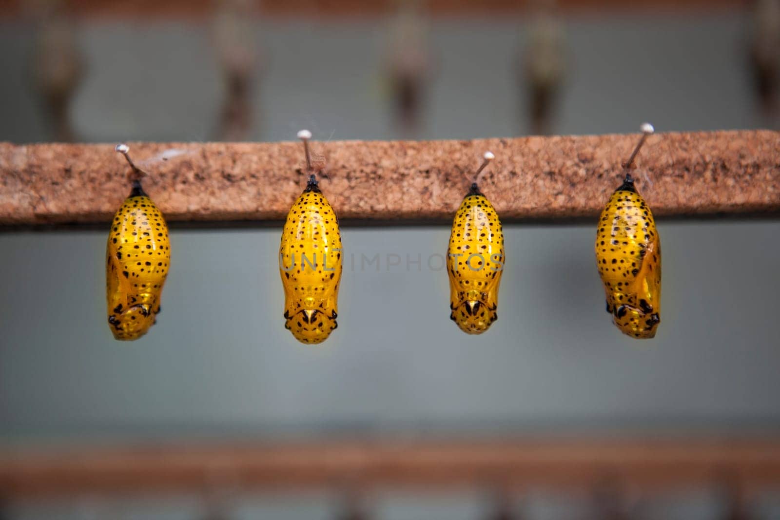 Four yellow pupas is hanging from pins