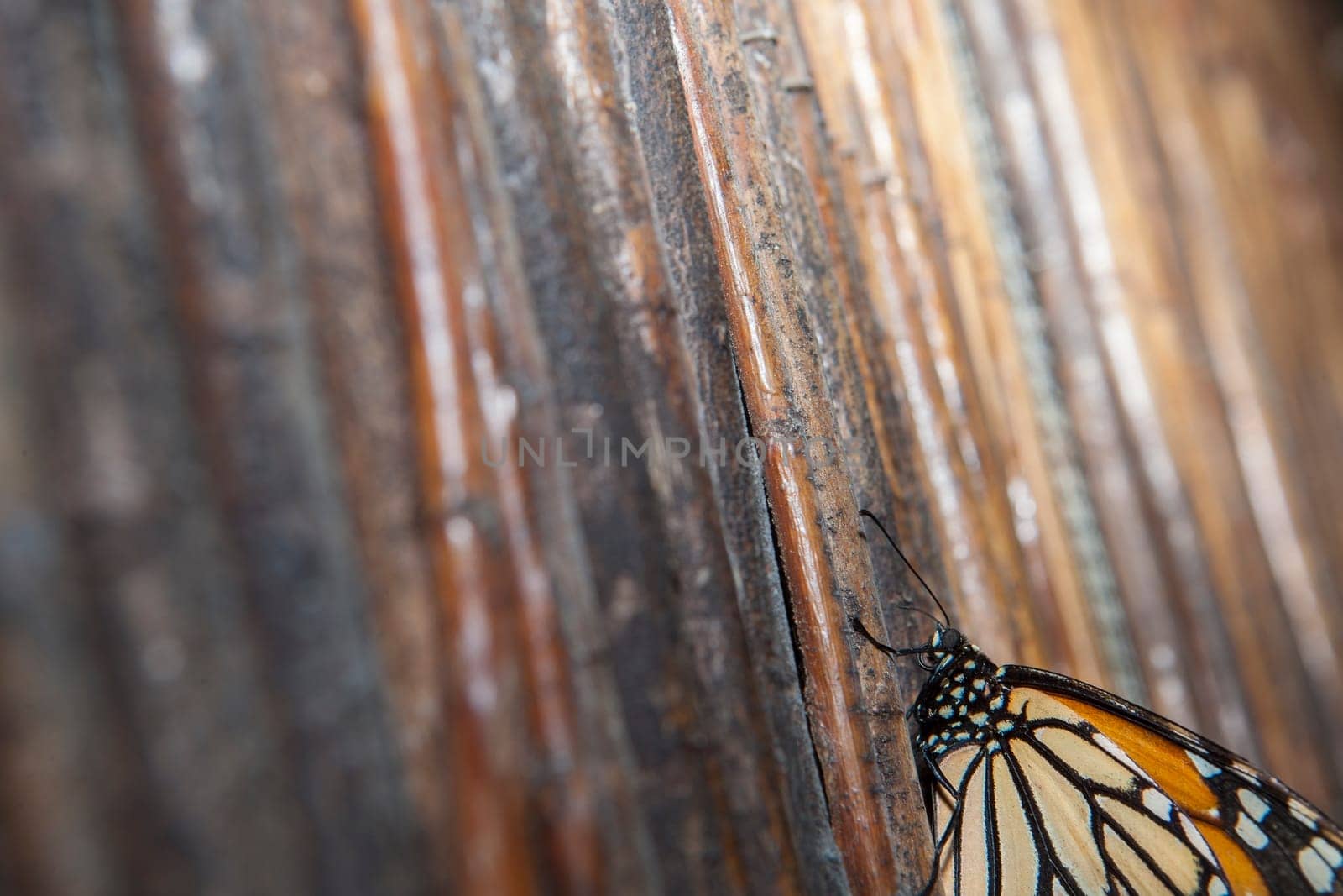 Beautiful monarch butterfly or danaus plexippus over green vegetation