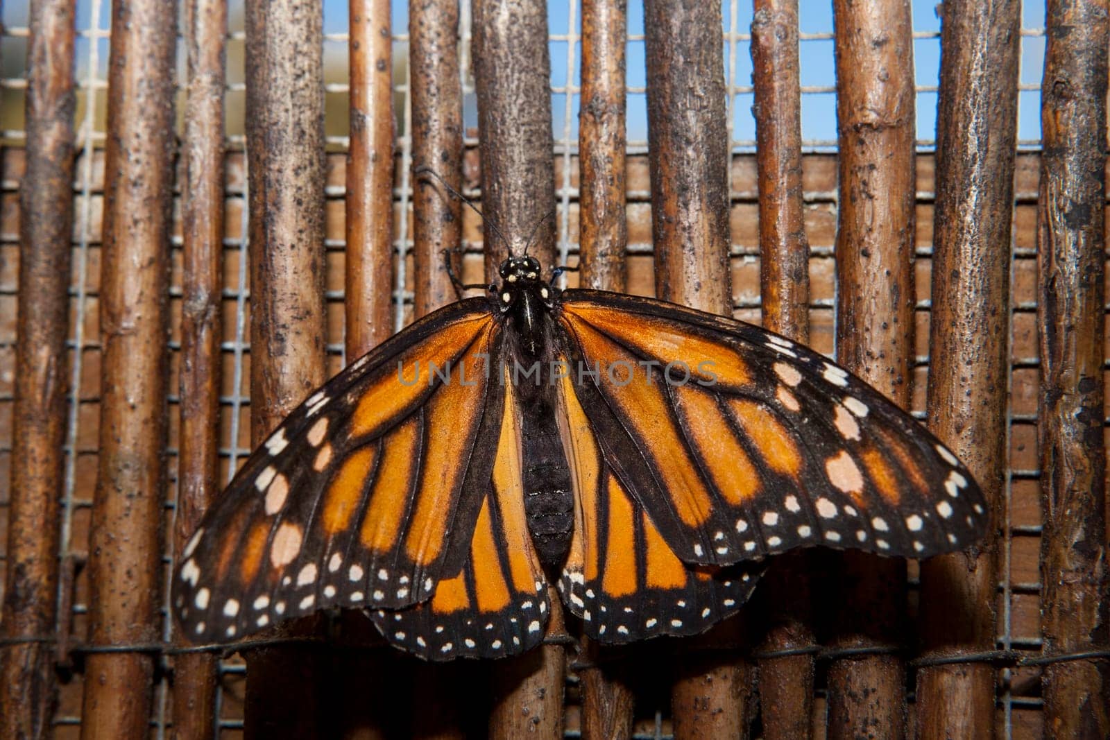 Beautiful monarch butterfly or Danaus plexippus over wooden background made of wicker