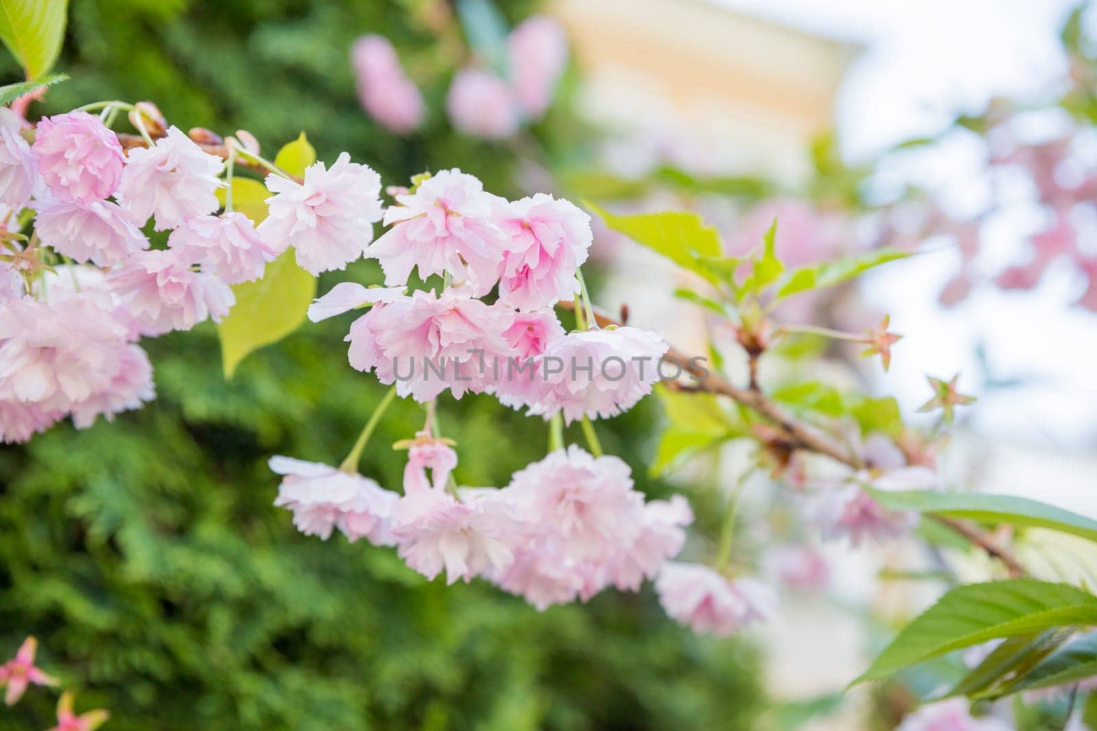 Horizontal banner with sakura flowers of pink color on sunny backdrop. Beautiful nature spring background with a branch of blooming sakura.
