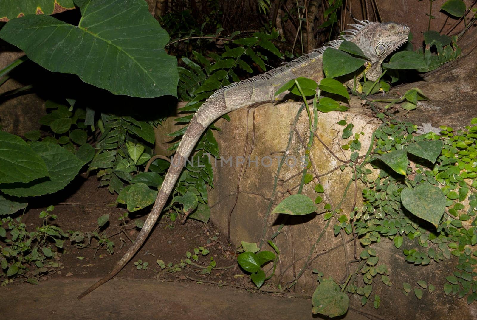 Green iguana or iguana iguana beside a water fall