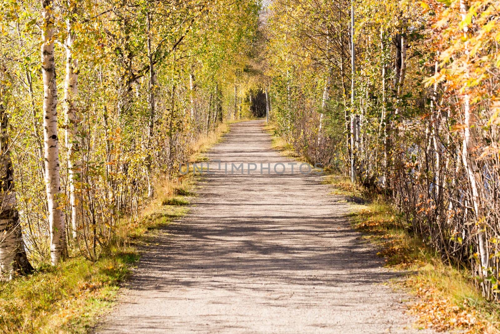 Alley of Trees in Umeå, Sweden