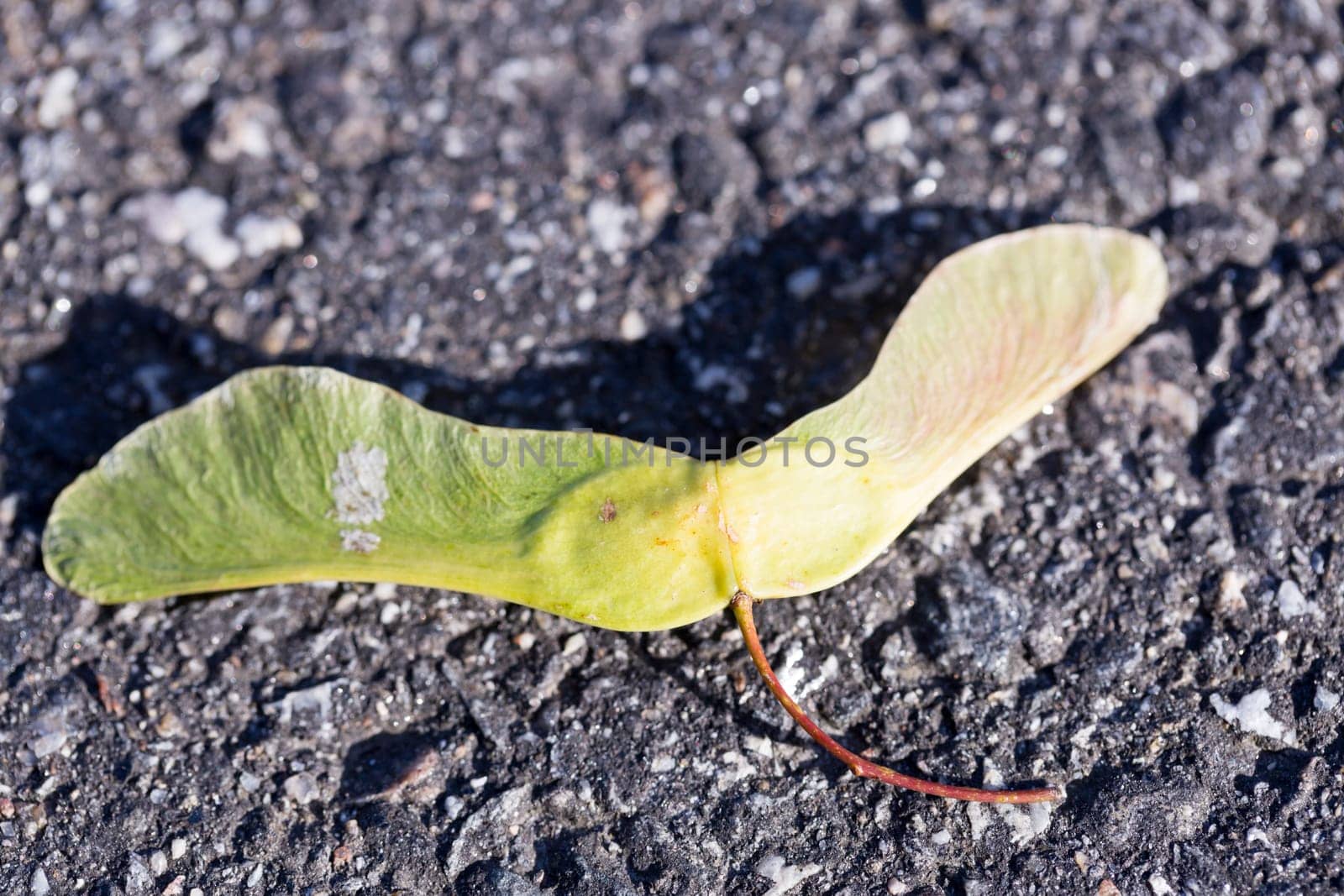 Maple Samara on Asphalt close up.
