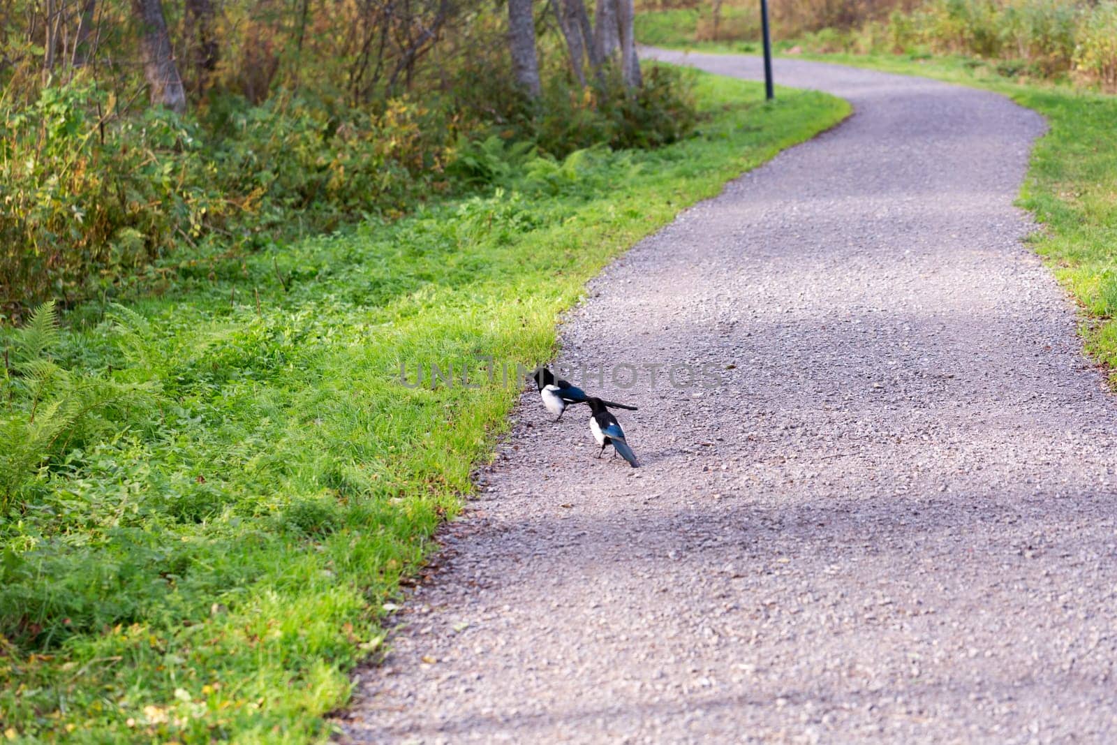 Common Magpie on Gravel Road