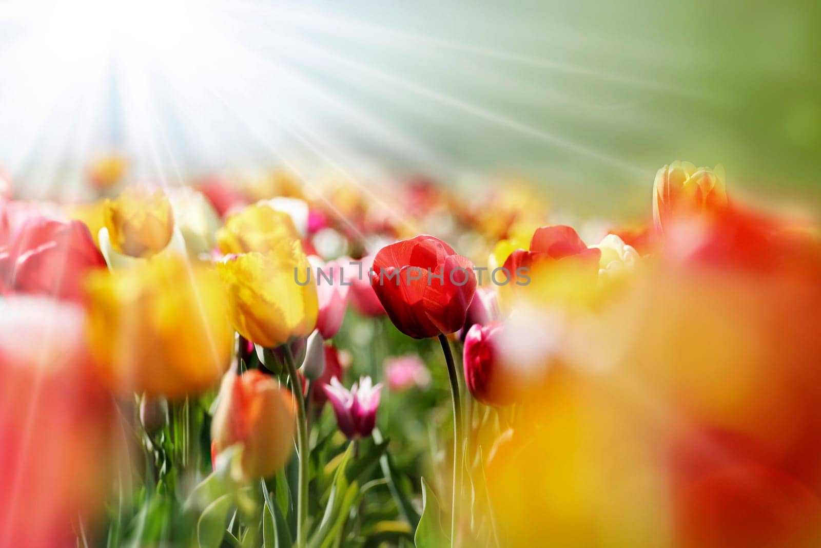 colorful tulip field in the morning sunlight