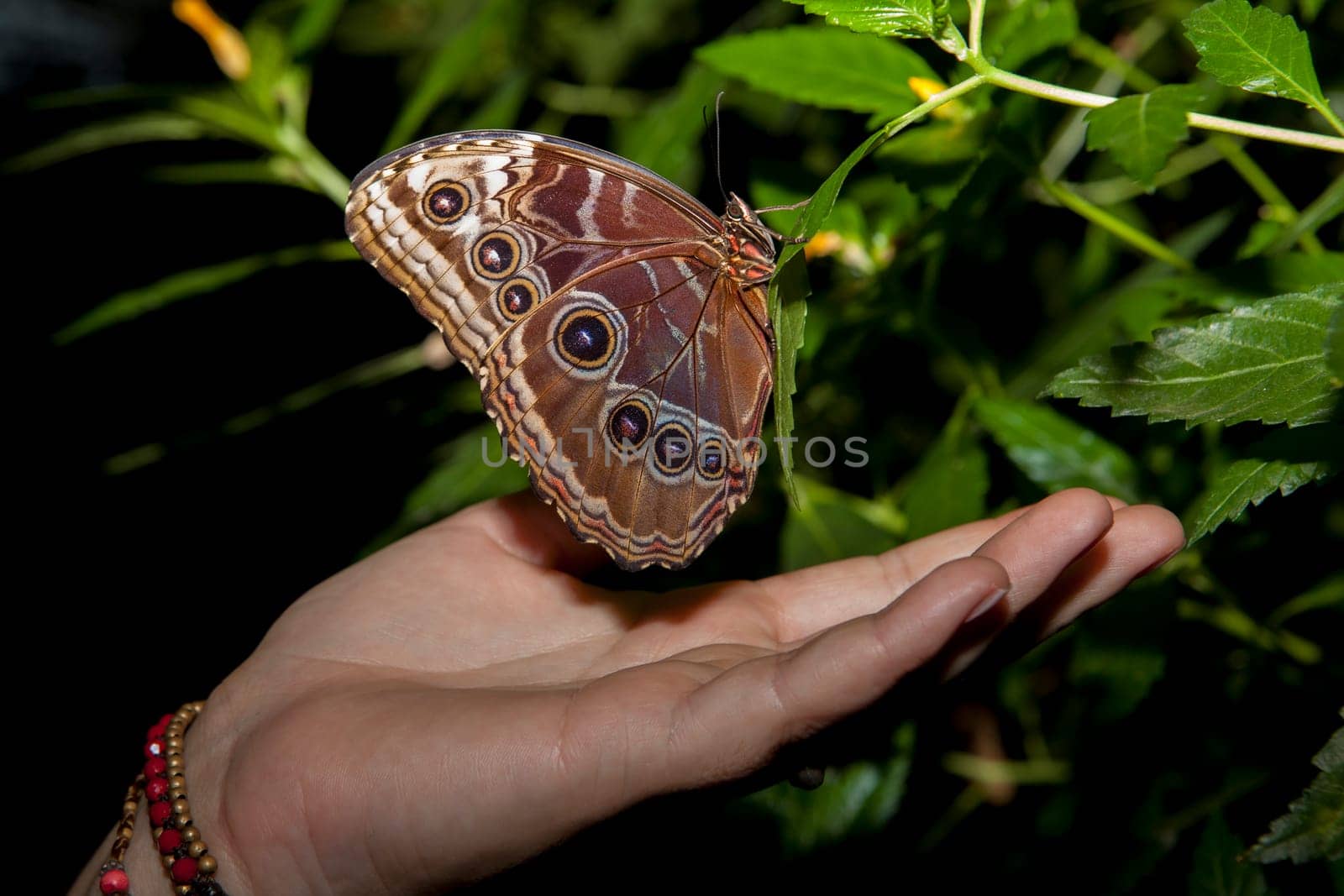 Closeup of a beautiful tropical Owl Butterfly or Caligo Memnon over a woman hand