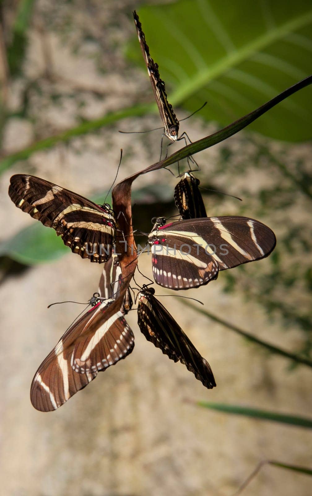 Closeup of three pairs of beautiful heliconius charitonius mating
