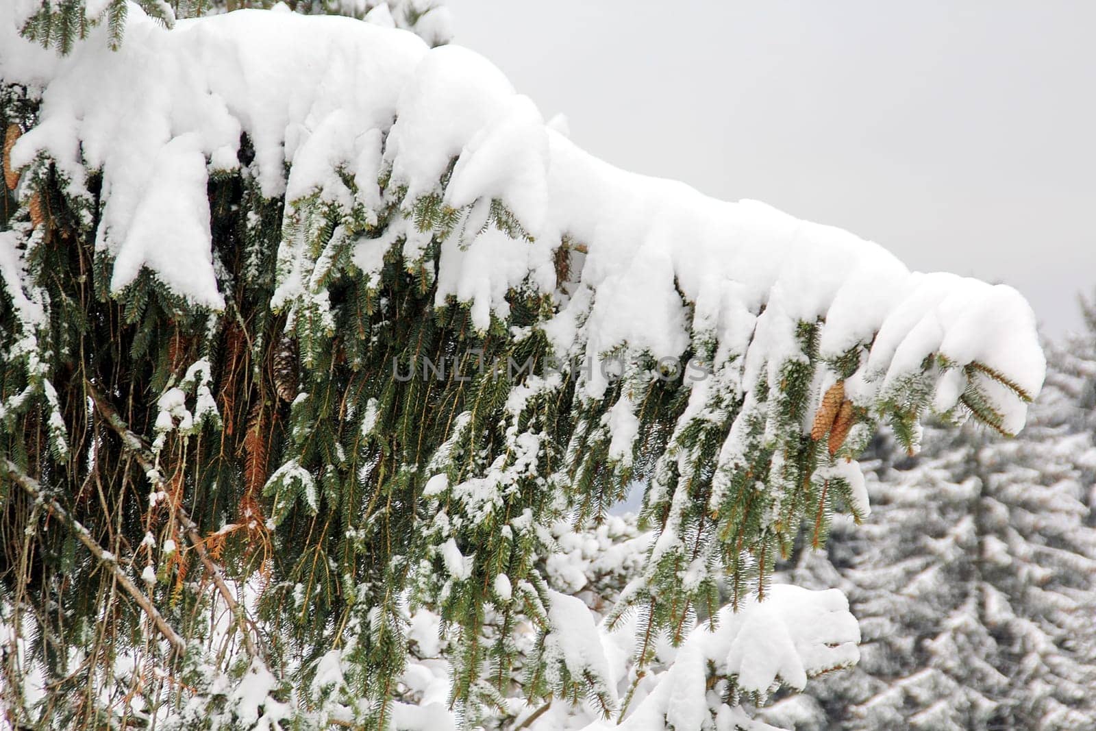 On the green fir trees and brown cones,Father Frost placed a 'white cap' of snow.