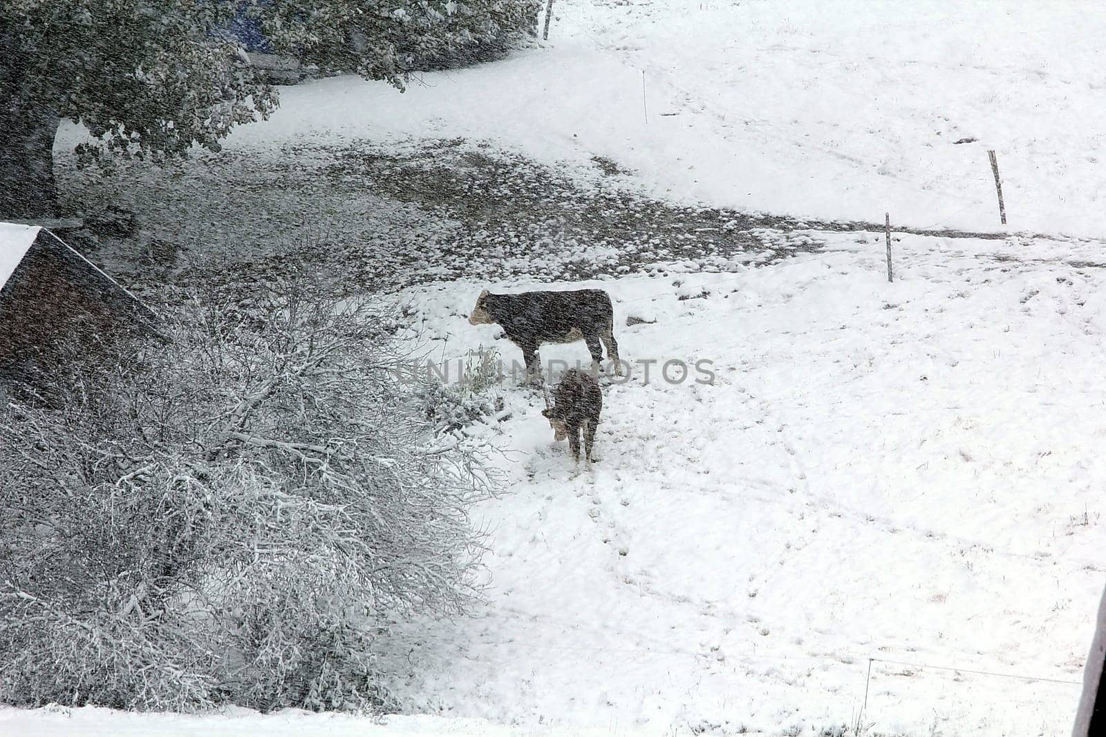 These cows,as here at Hinterzarten in the Black Forest,were also surprised by the onset of winter.