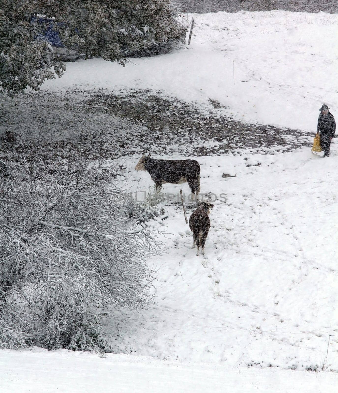 Surprised by the onset of winter in the Black Forest,these cows were caught on a pasture near Hinterzarten