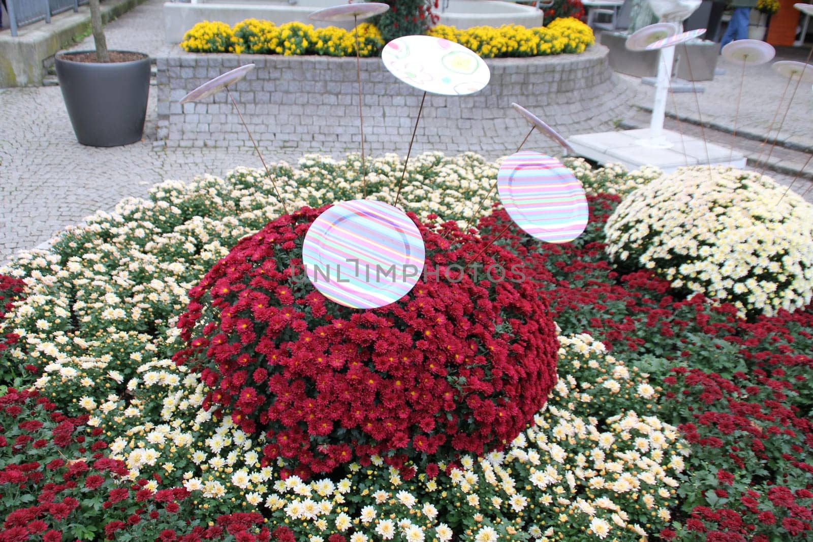 The chrysanthemum in Lahr has been around since 1997. Every autumn,the city centre of Lahr shines in colourful colours. Visitors from Germany and abroad,old and young will get their money's worth when visiting the Chrysanthema. And it is worth taking a souvenir from the chrysanthemum with you: liqueur,beer,soap,oil from chrysanthemums can be purchased there.