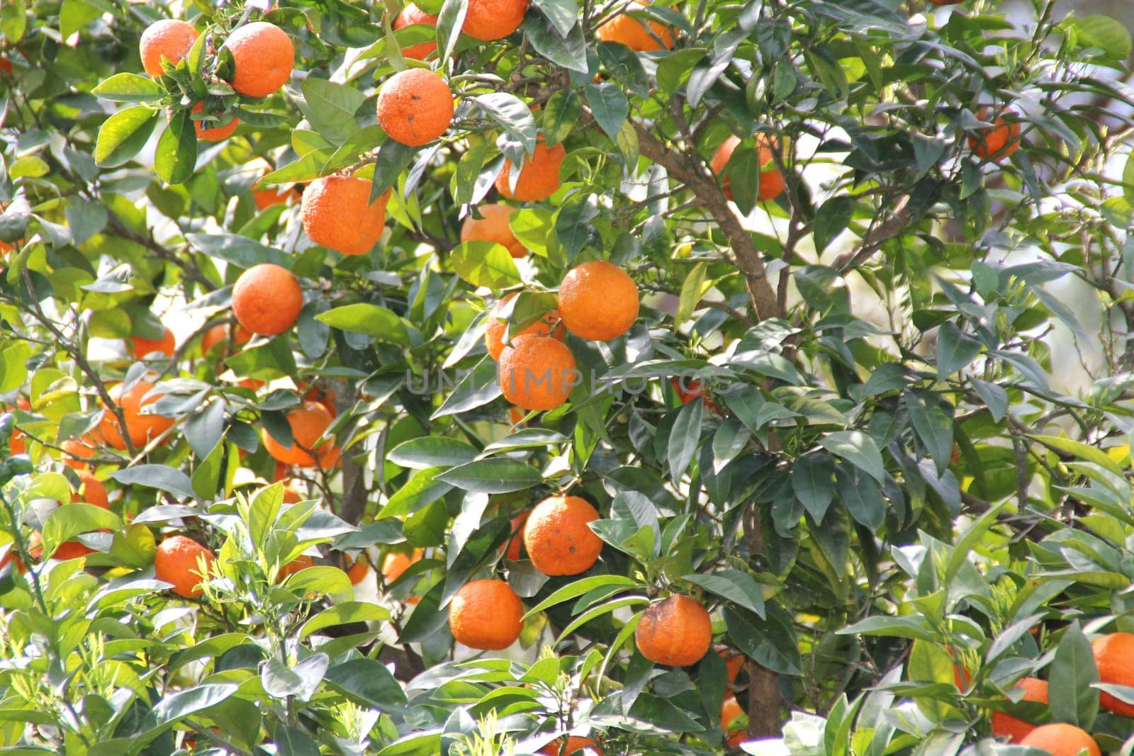 Orange trees in Italy