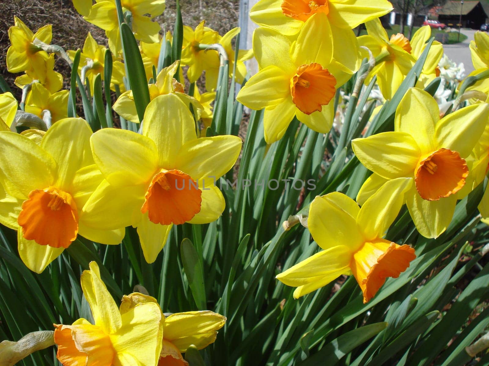 flowering yellow narcissism