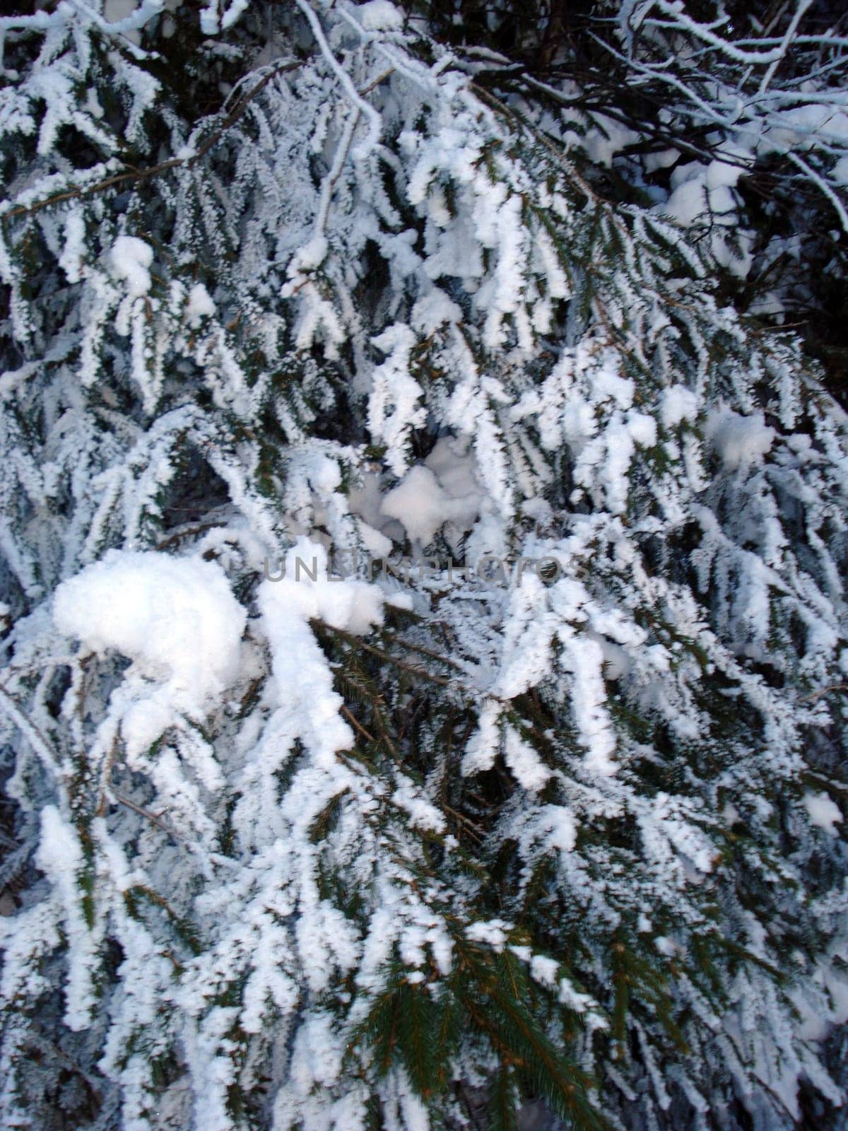 Ski hiking,tobogganing,snow school trips or out with touring skis into the open air - at the turn of the month February/March winter shows its best side with a lot of snow and sun in the Black Forest.