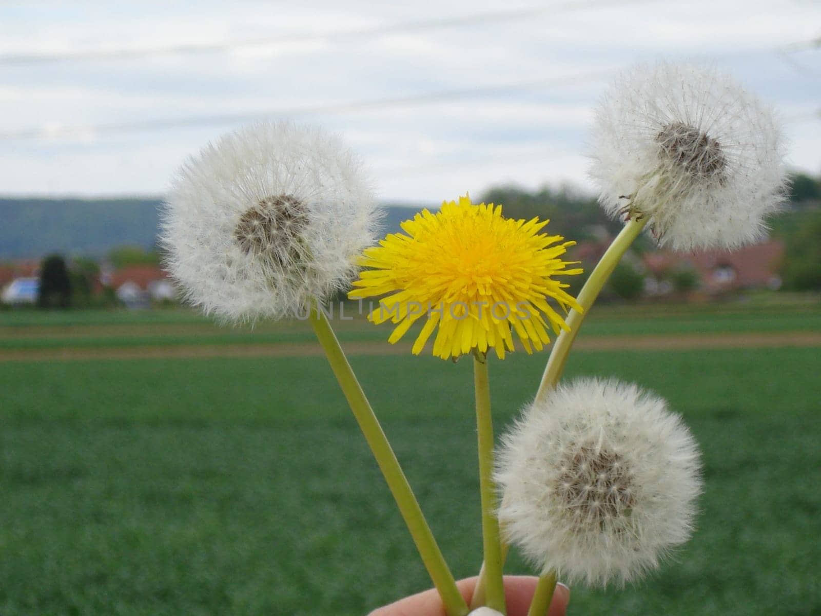Dandelion and puss flower