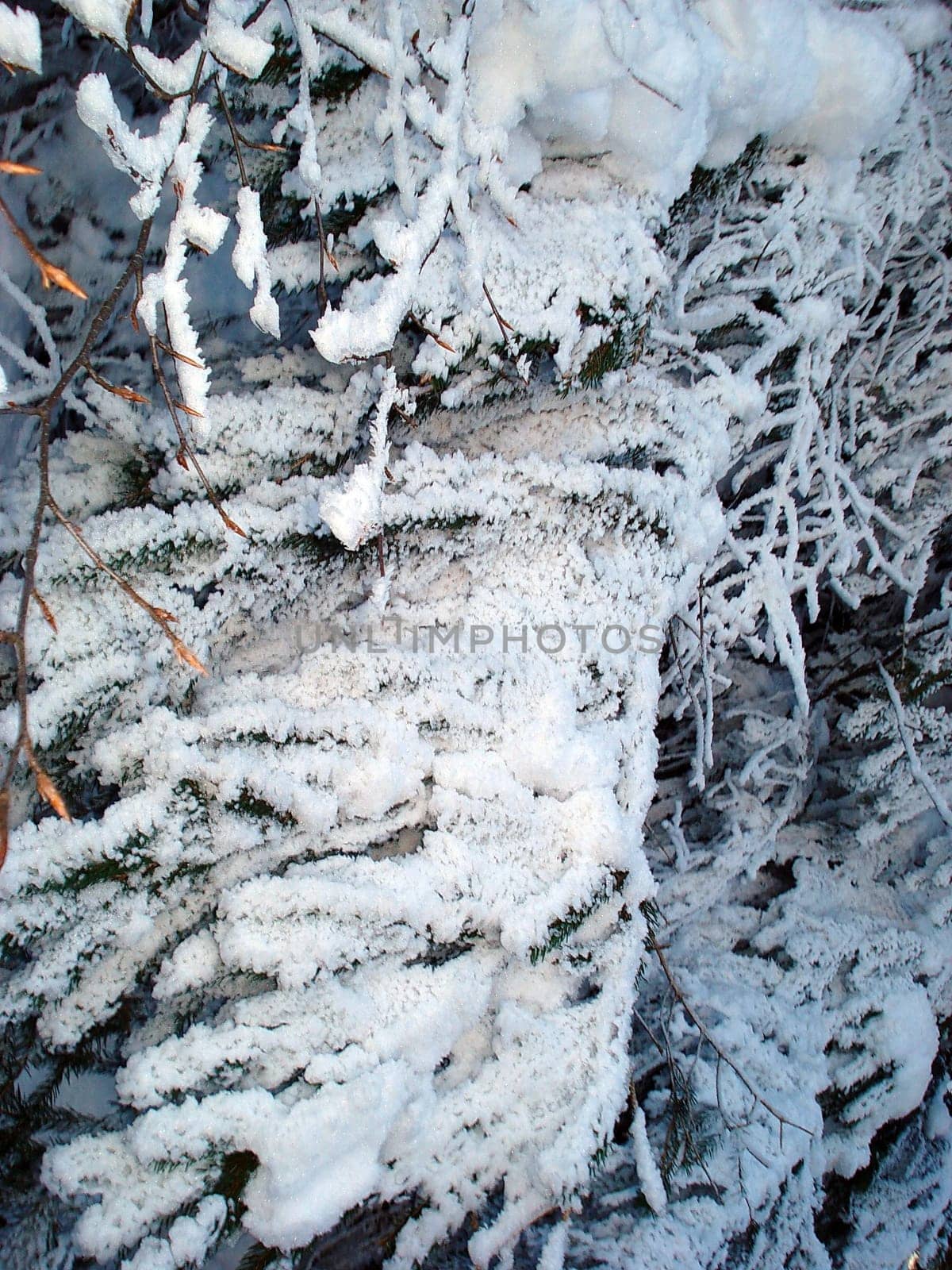 Ski hiking,tobogganing,snow school trips or out with touring skis into the open air - at the turn of the month February/March winter shows its best side with a lot of snow and sun in the Black Forest.