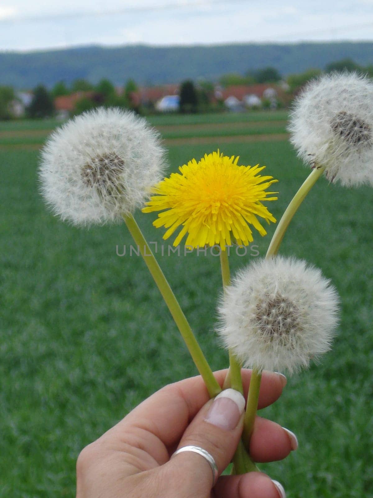 Dandelion and puss flower